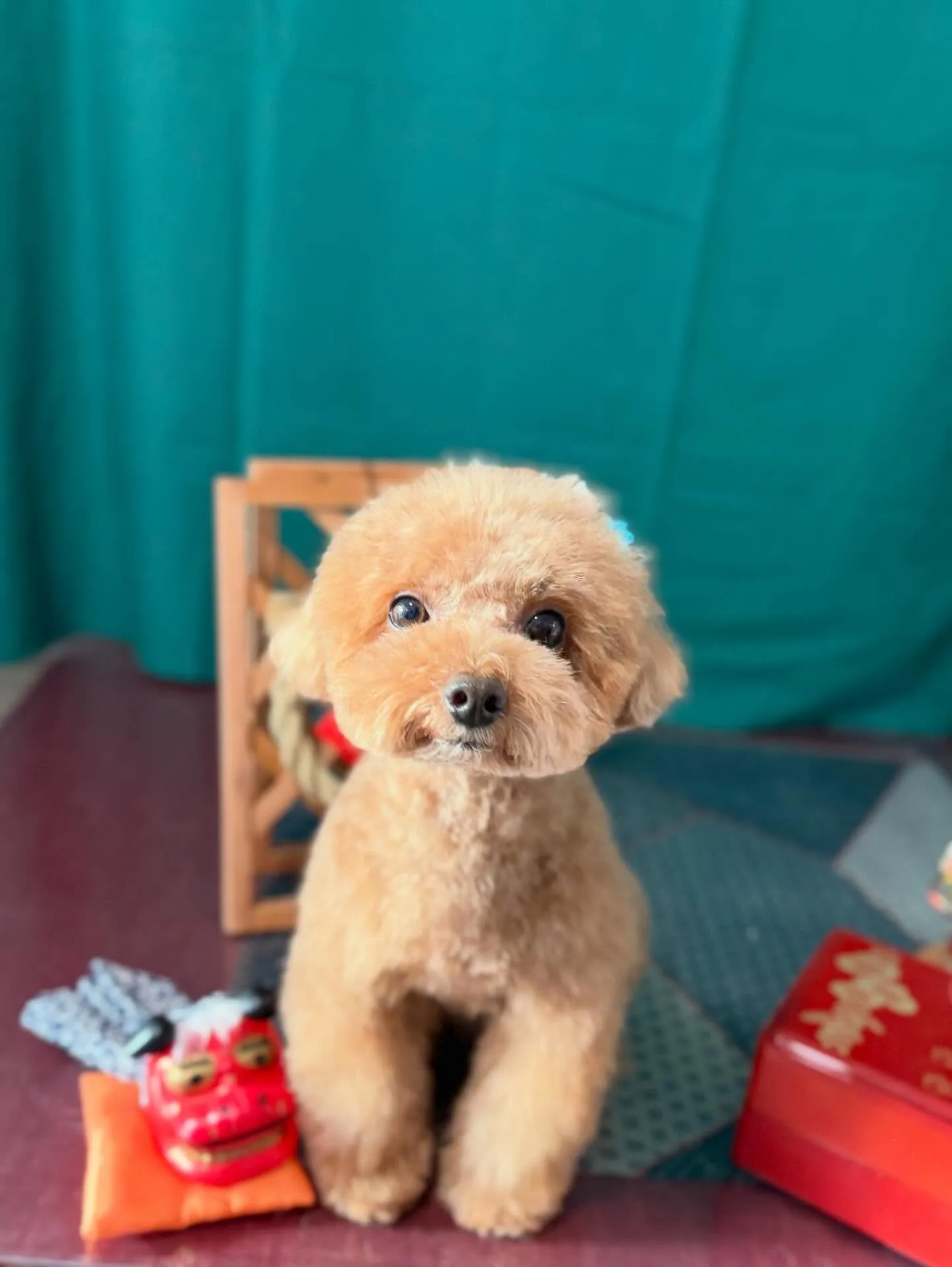 先月アップしきれなかったわんこたちです🎶