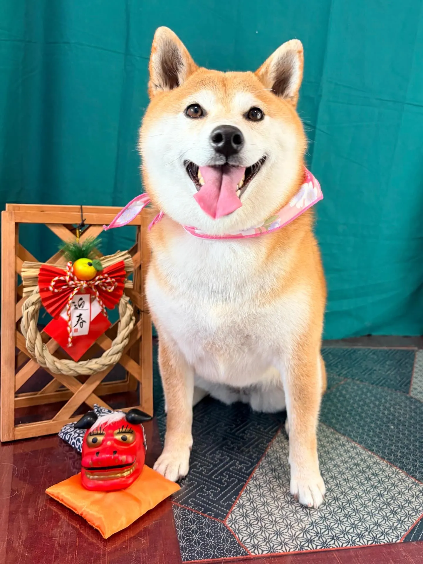 先月アップしきれなかったわんこたちです🎶