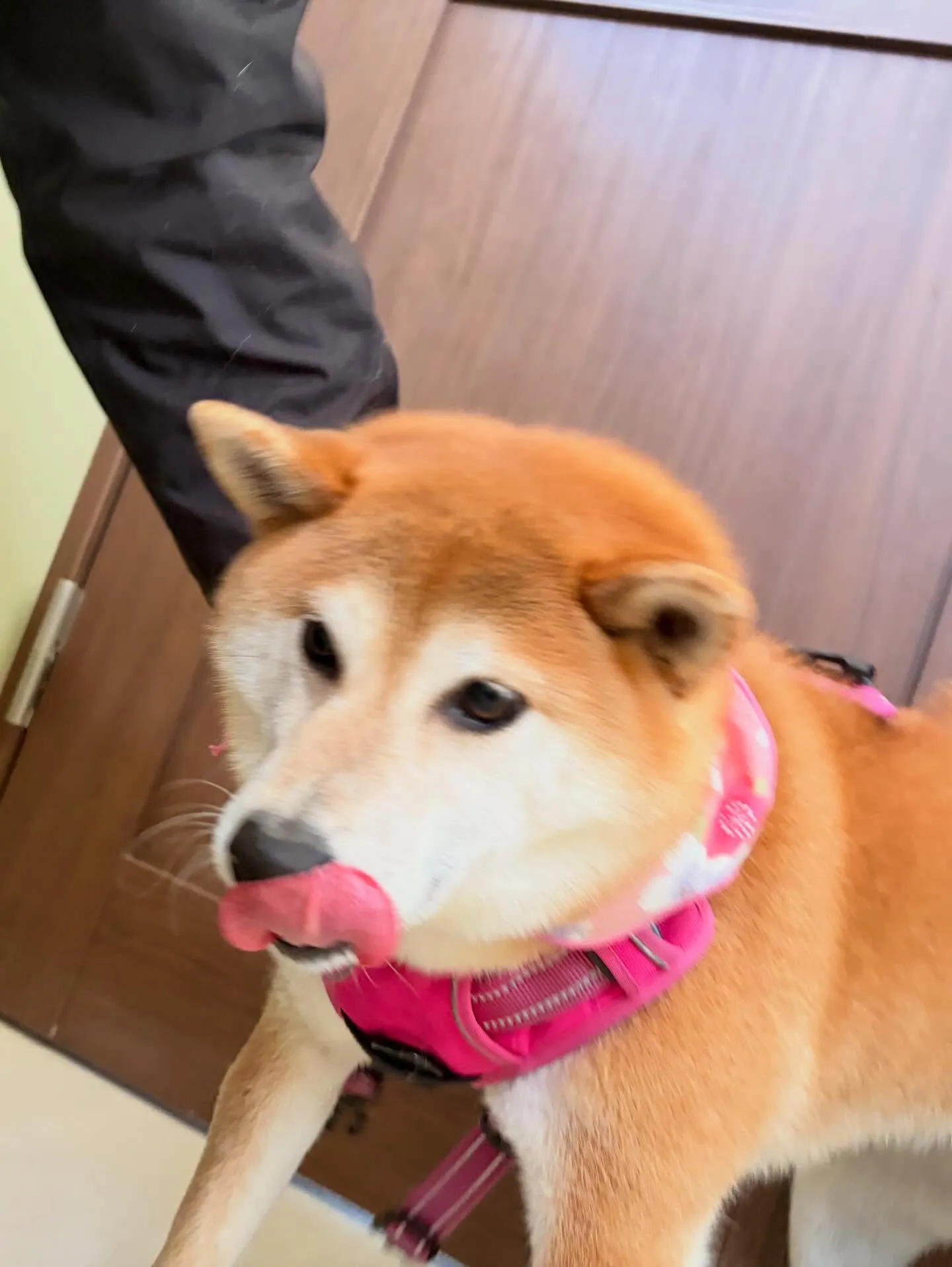 先月アップしきれなかったわんこたちです🎶