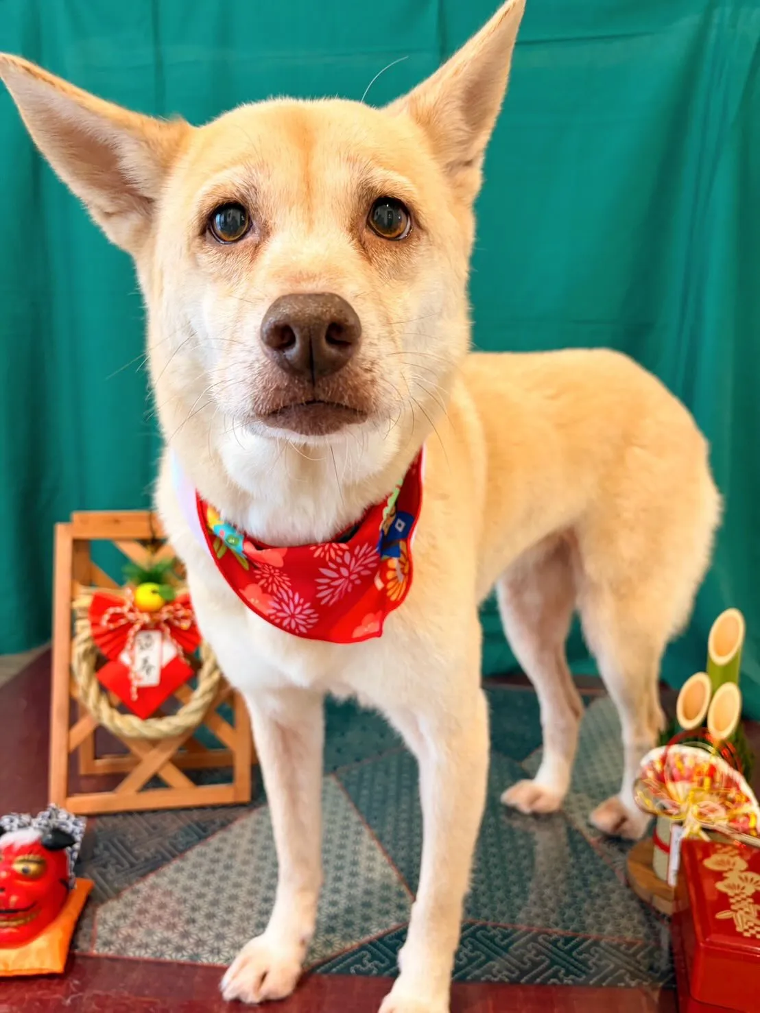 先月アップしきれなかったわんこたちラスト投稿です✨️