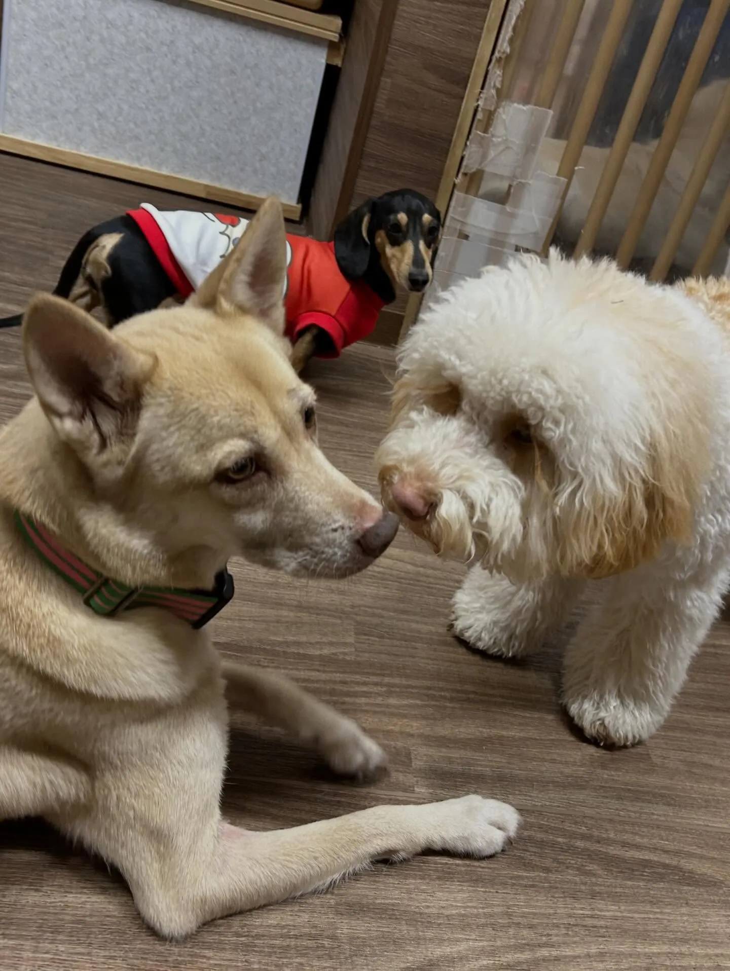 先月アップしきれなかったわんこたちラスト投稿です✨️