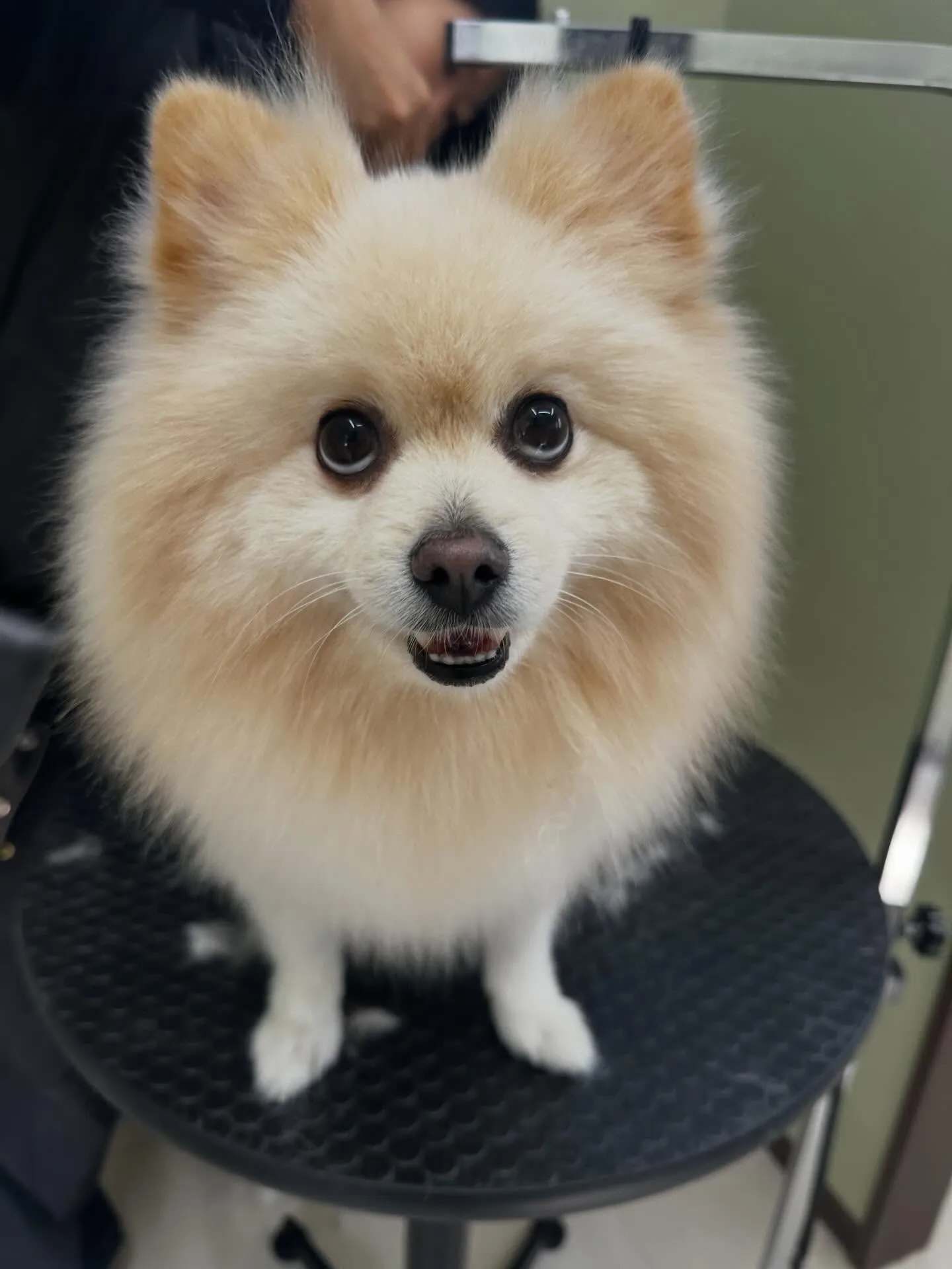 先月アップしきれなかったわんこたちラスト投稿です✨️