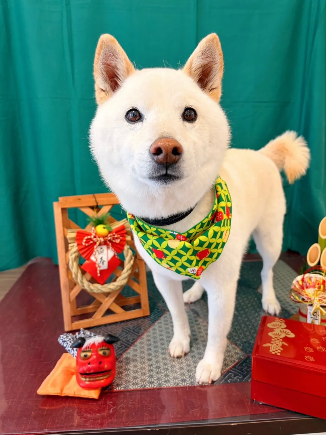 先月アップしきれなかったわんこたちラスト投稿です✨️