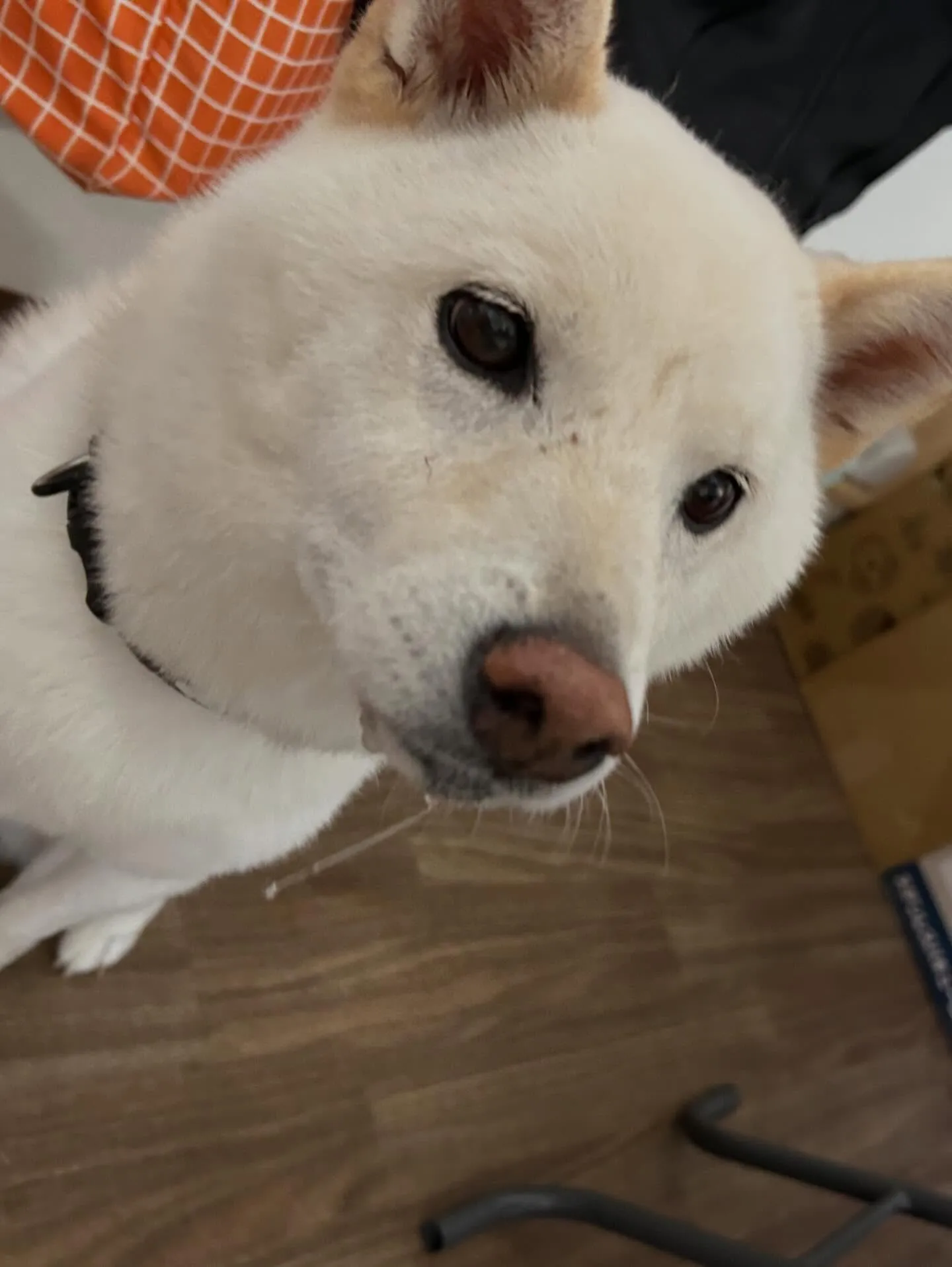 先月アップしきれなかったわんこたちラスト投稿です✨️