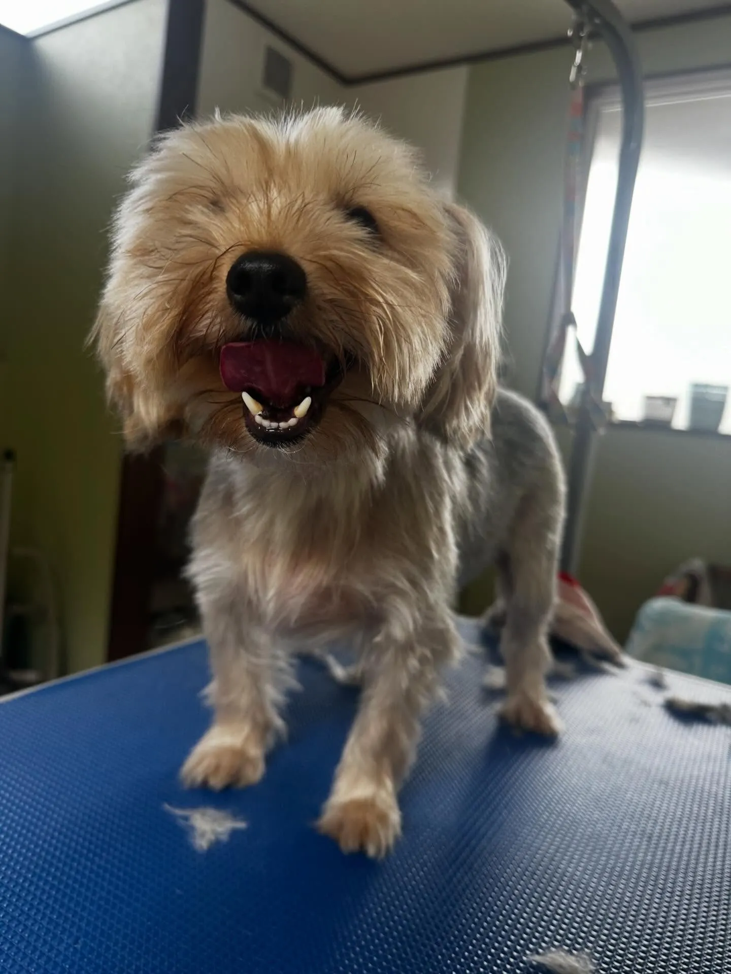 先月アップしきれなかったわんこたちラスト投稿です✨️