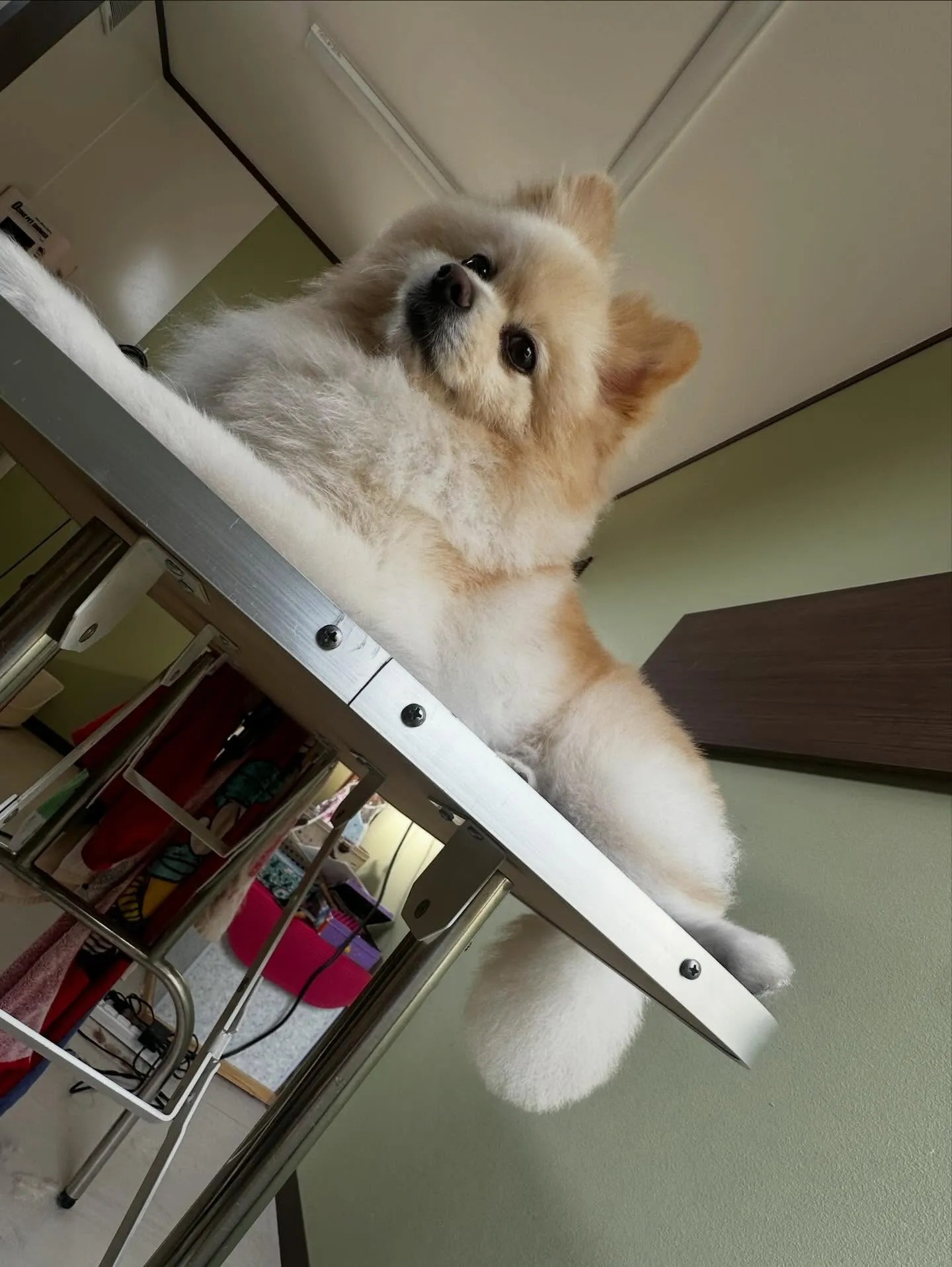 先月アップしきれなかったわんこたちラスト投稿です✨️