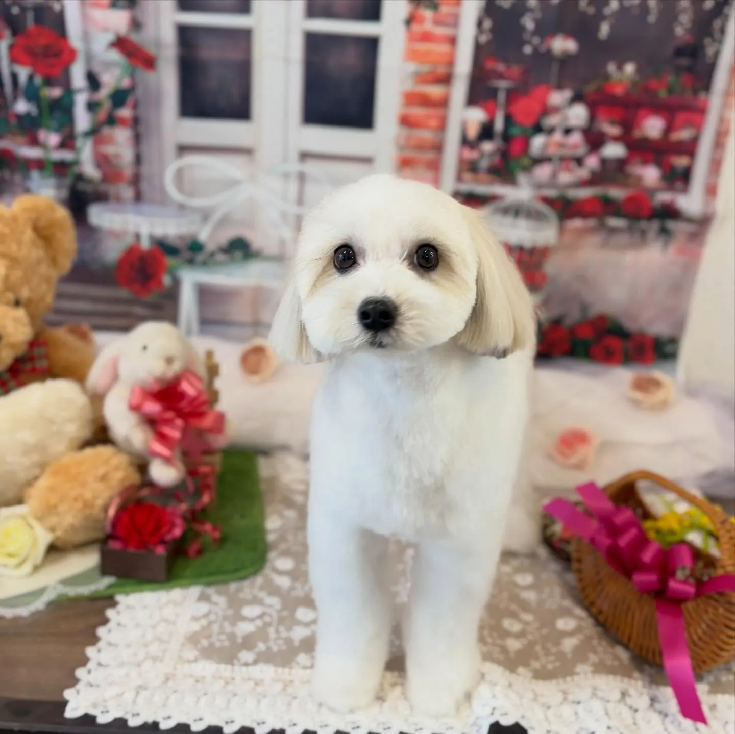 今月お手入れに来てくれたわんこたちです🎶