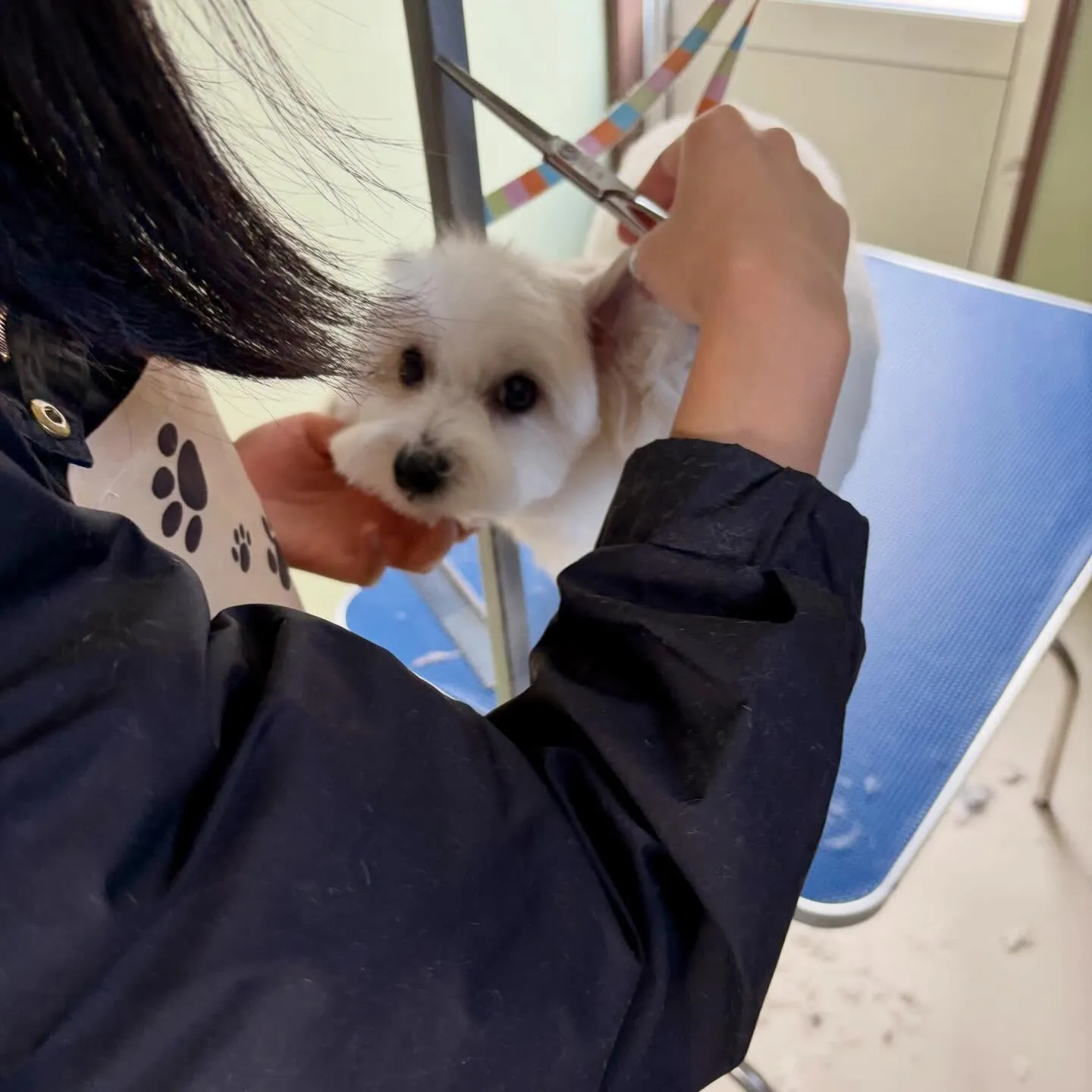 今月お手入れに来てくれたわんこたちです🎶