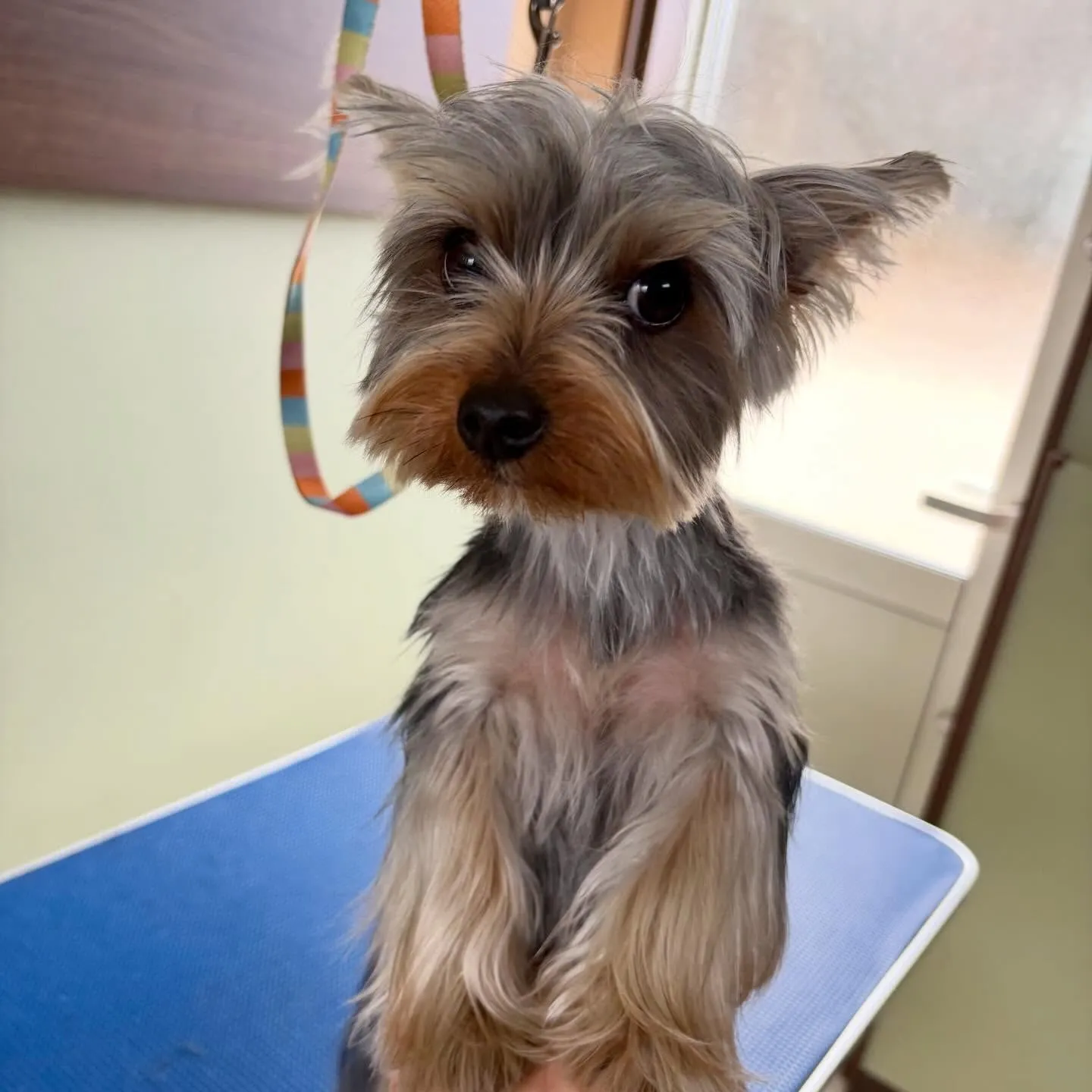 今月お手入れに来てくれたわんこたちです🎶