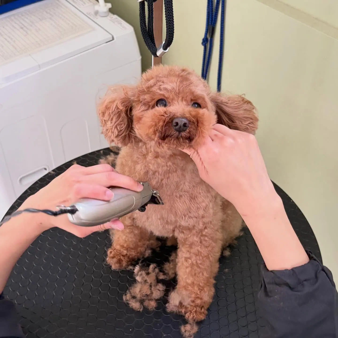 今月お手入れに来てくれたわんこたちです🎶