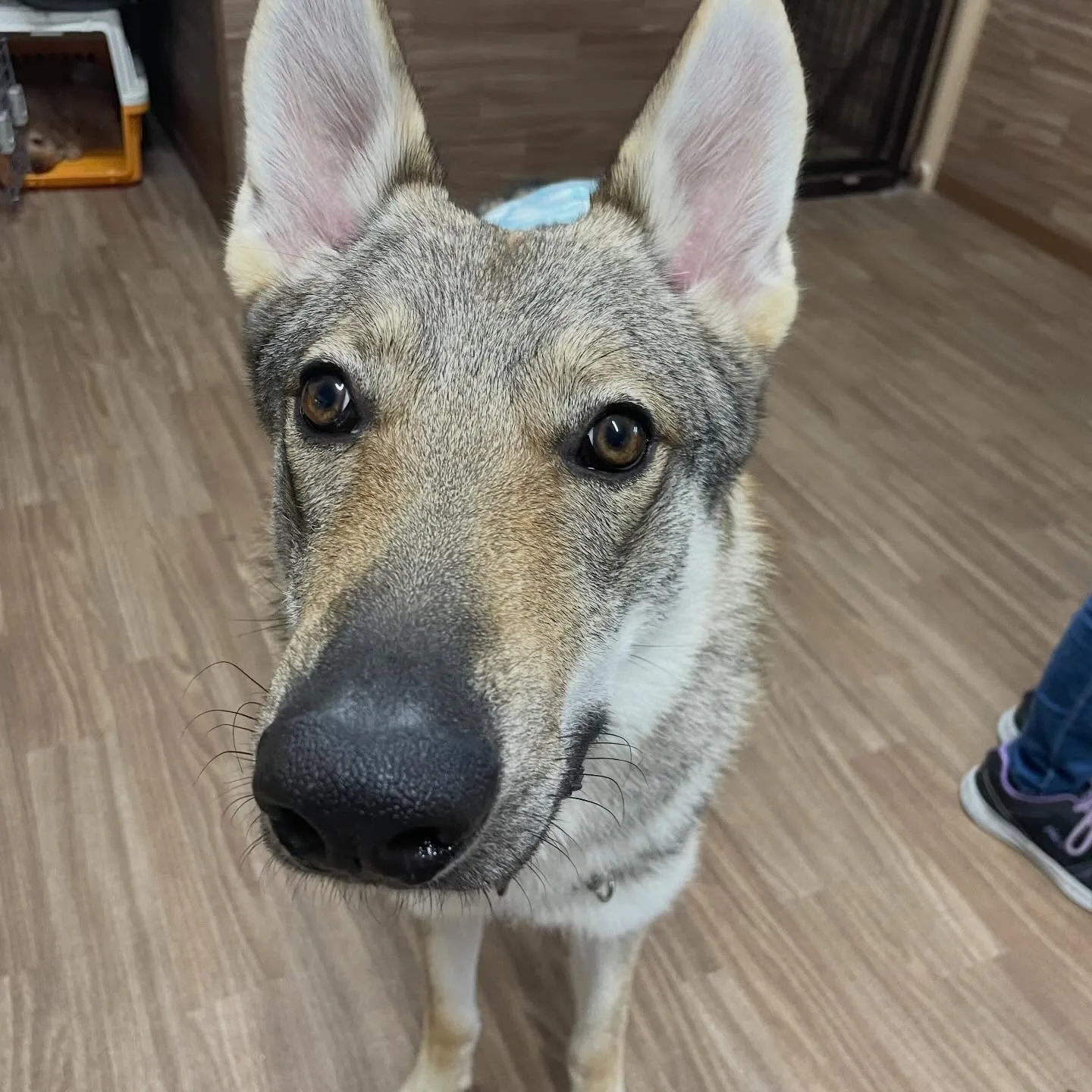 入会してくれたエルフくんです✨