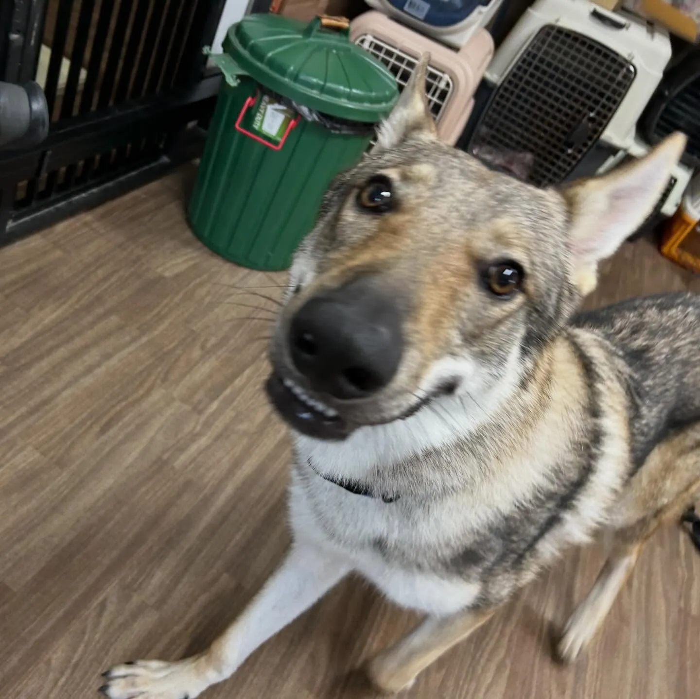 入会してくれたエルフくんです✨