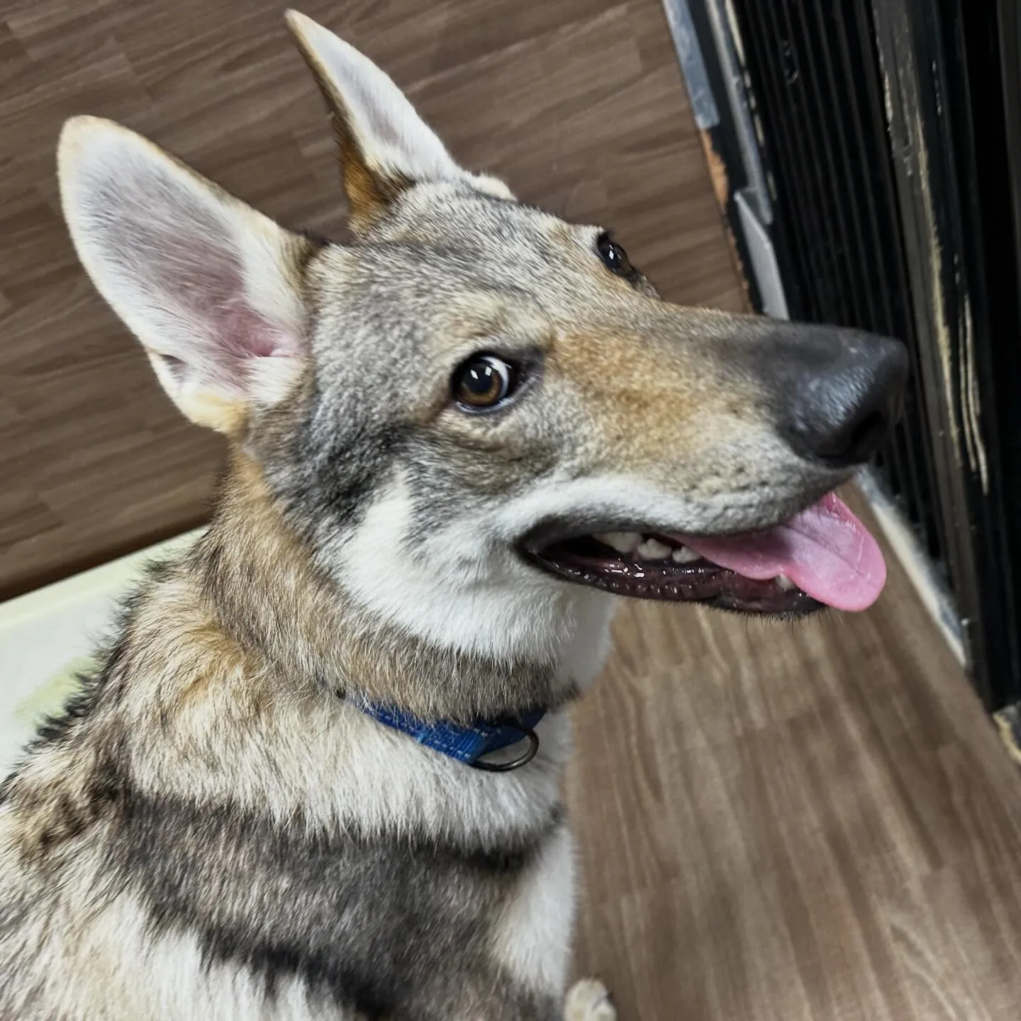 入会してくれたエルフくんです✨