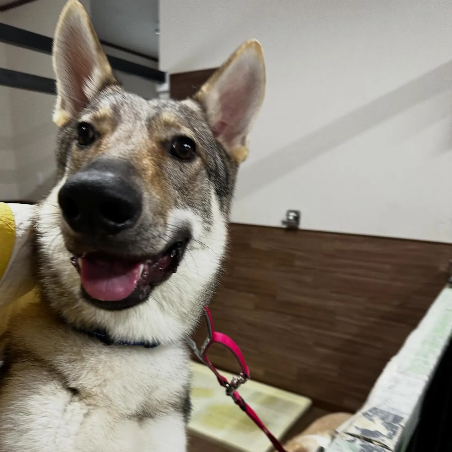 入会してくれたエルフくんです✨