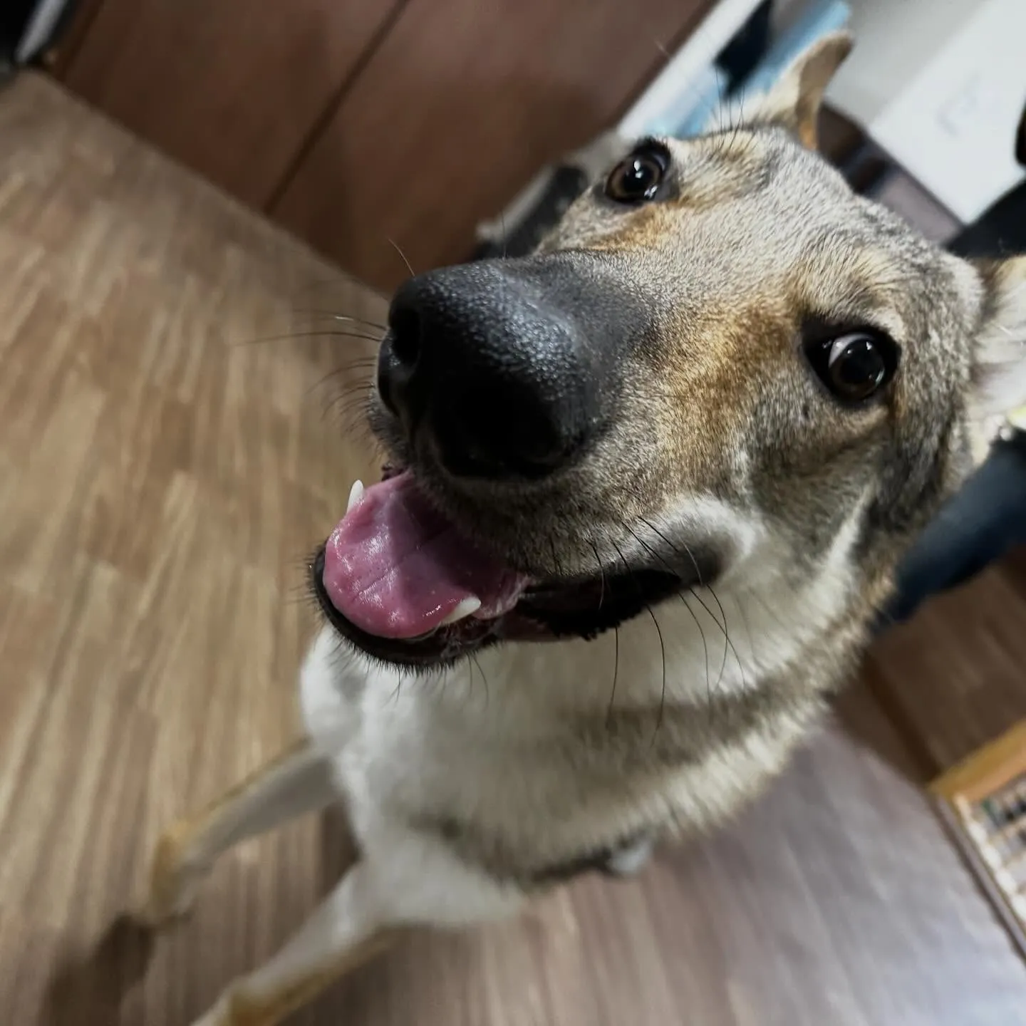 入会してくれたエルフくんです✨