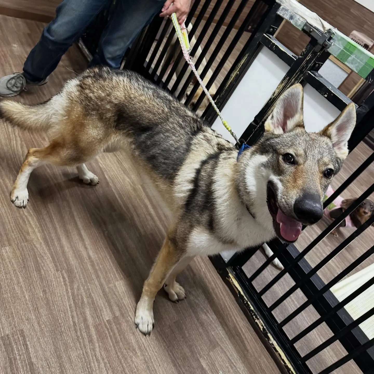 入会してくれたエルフくんです✨