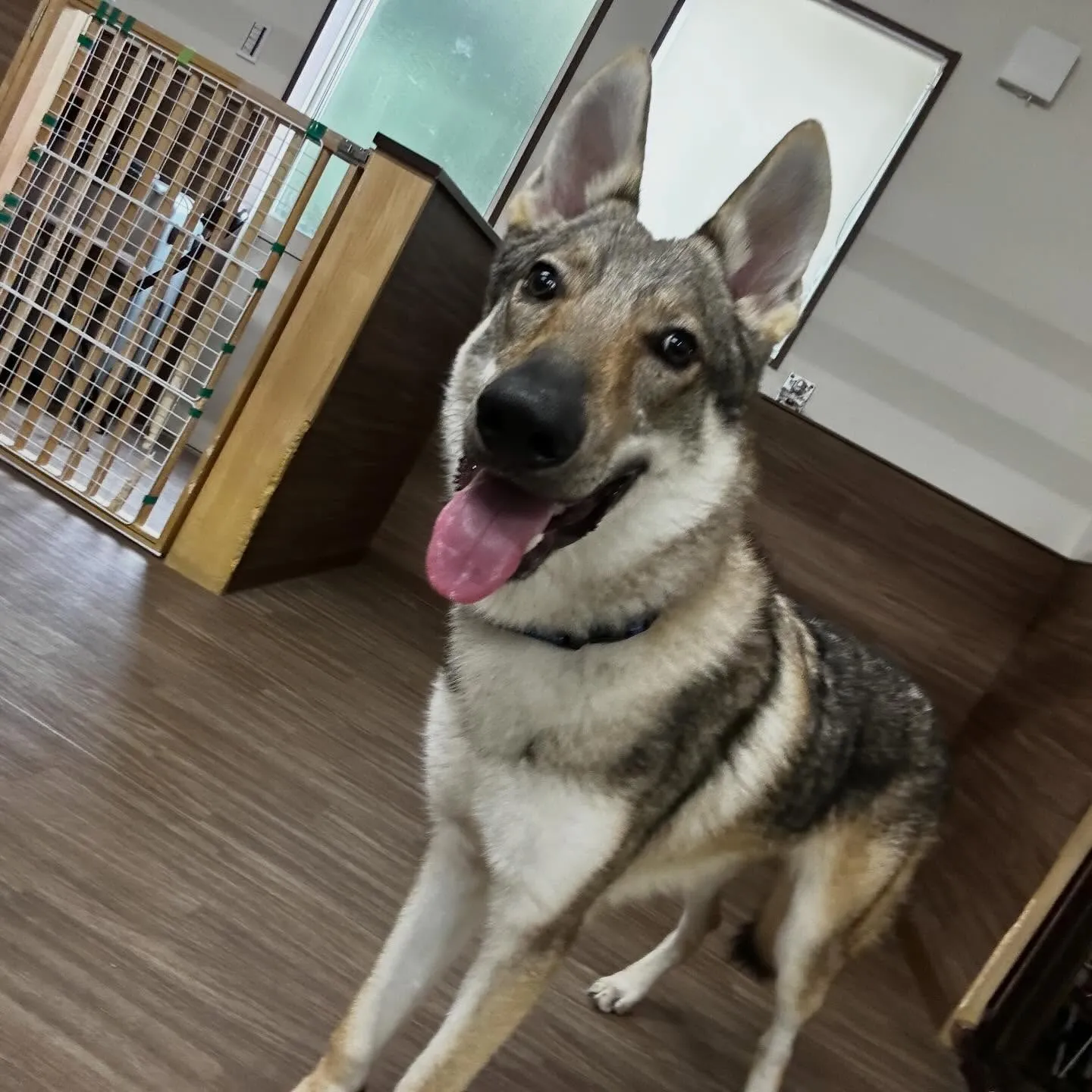 入会してくれたエルフくんです✨