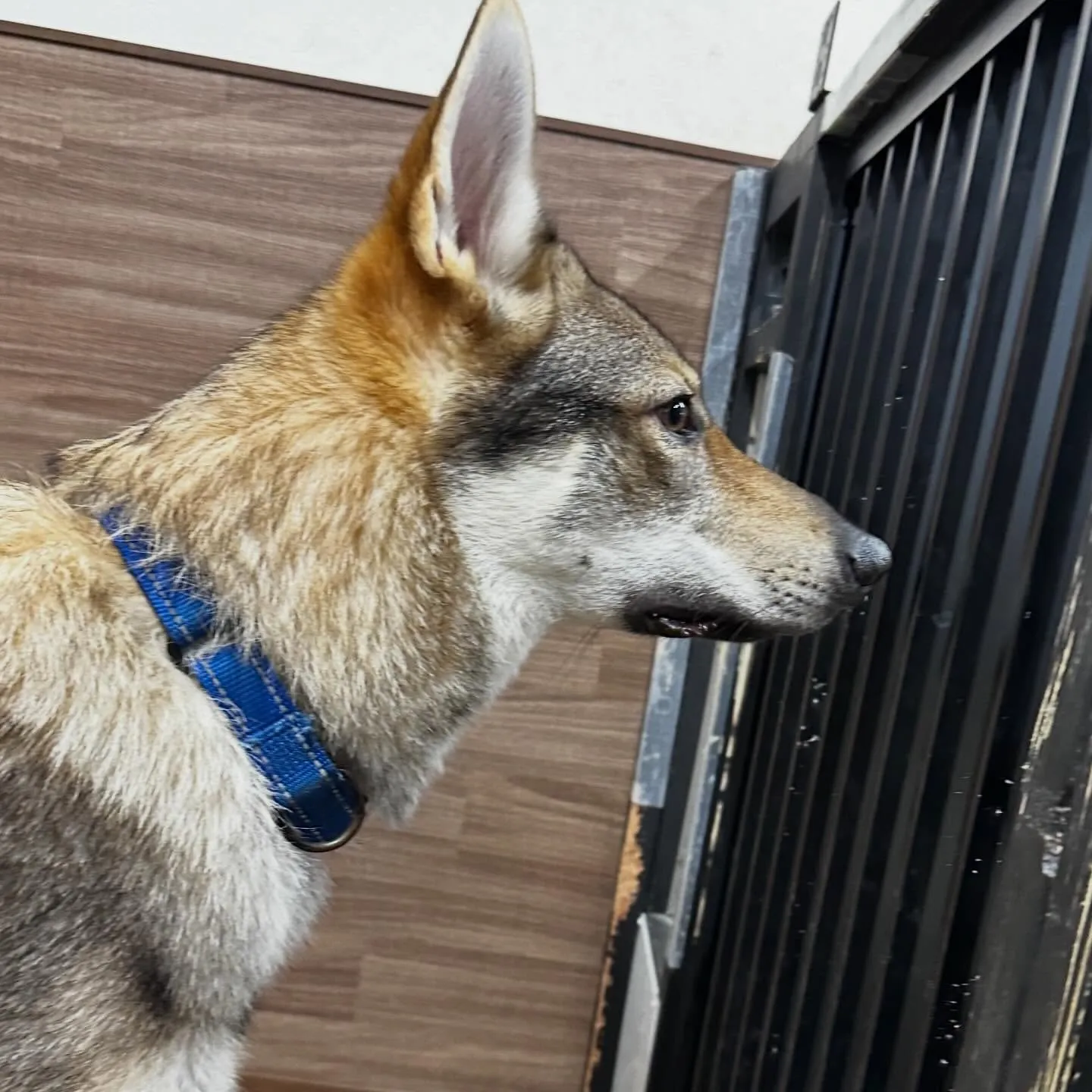 入会してくれたエルフくんです✨