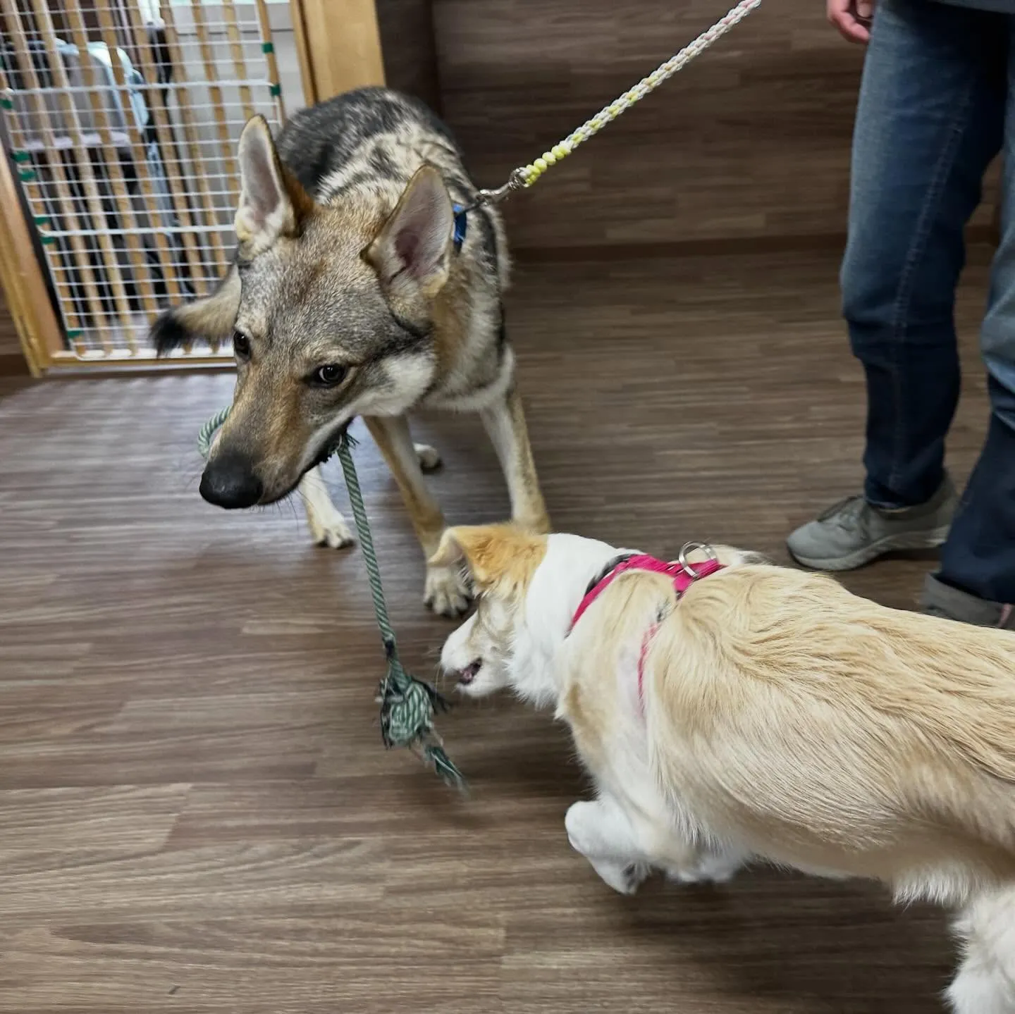 入会してくれたエルフくんです✨