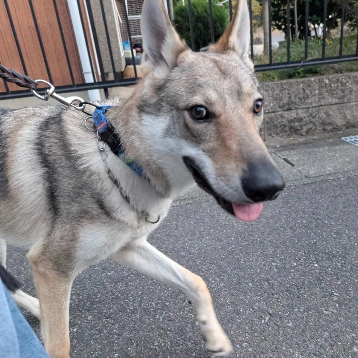 入会してくれたエルフくんです✨