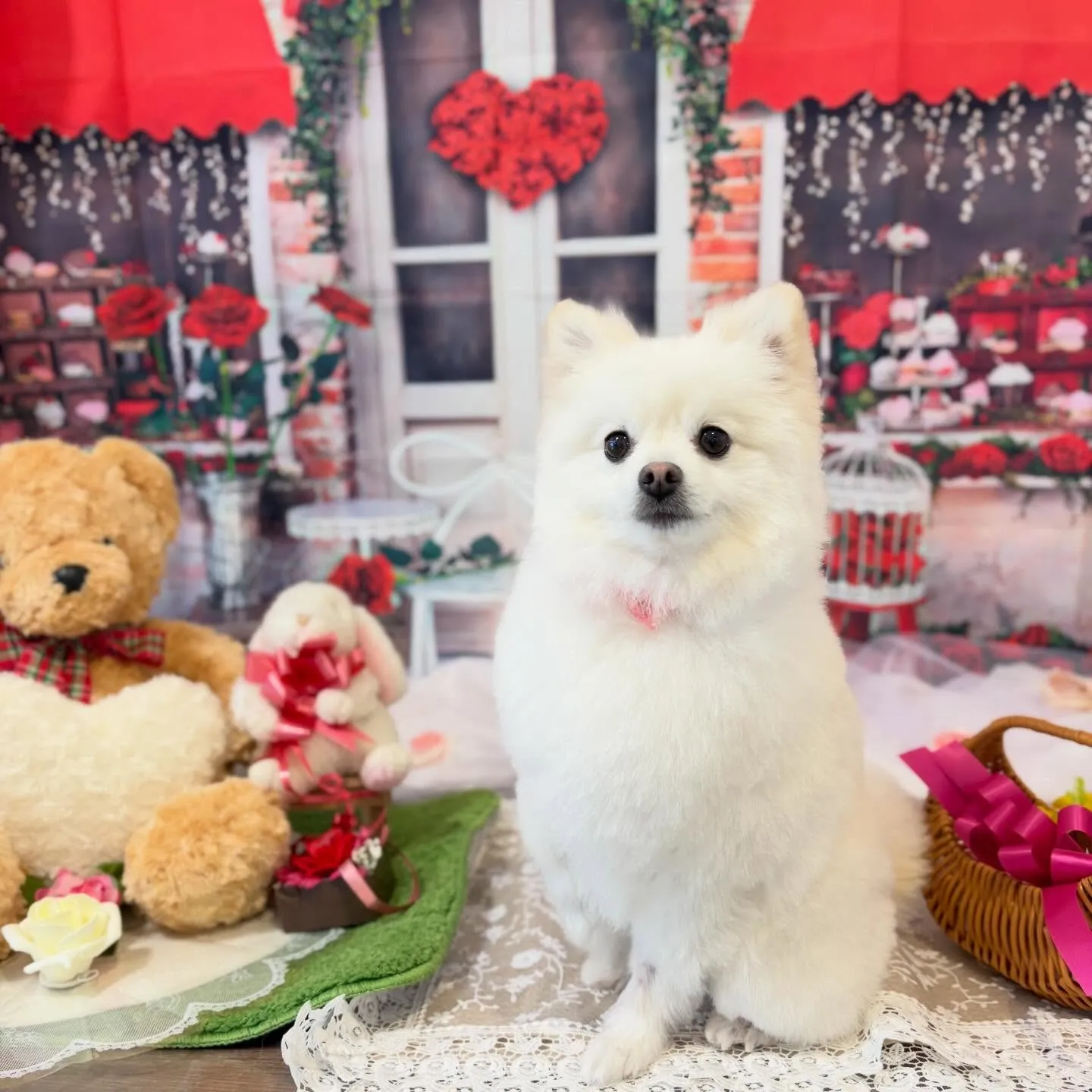 トリミングのセットメニューをご利用頂いたわんこさんです💕