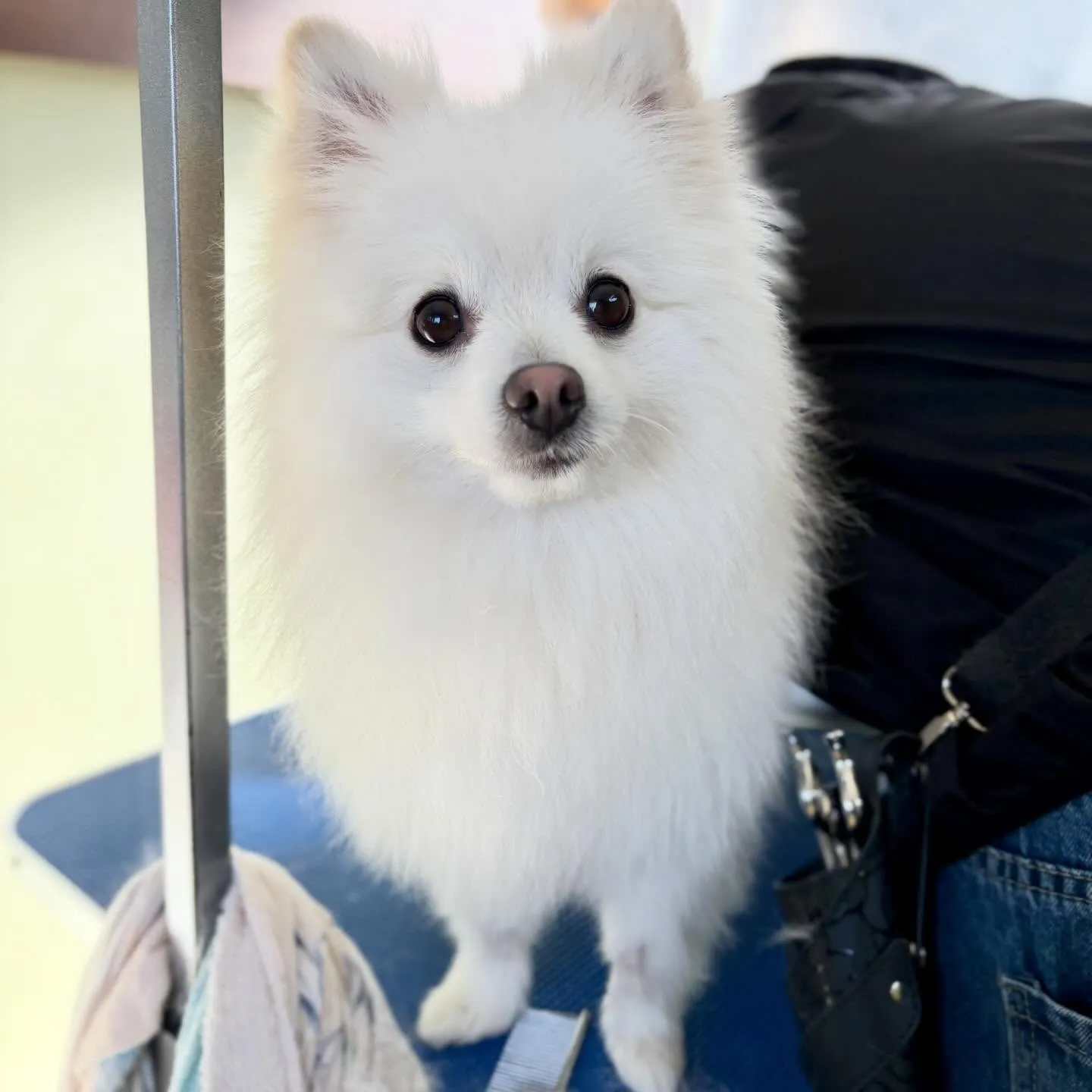トリミングのセットメニューをご利用頂いたわんこさんです💕