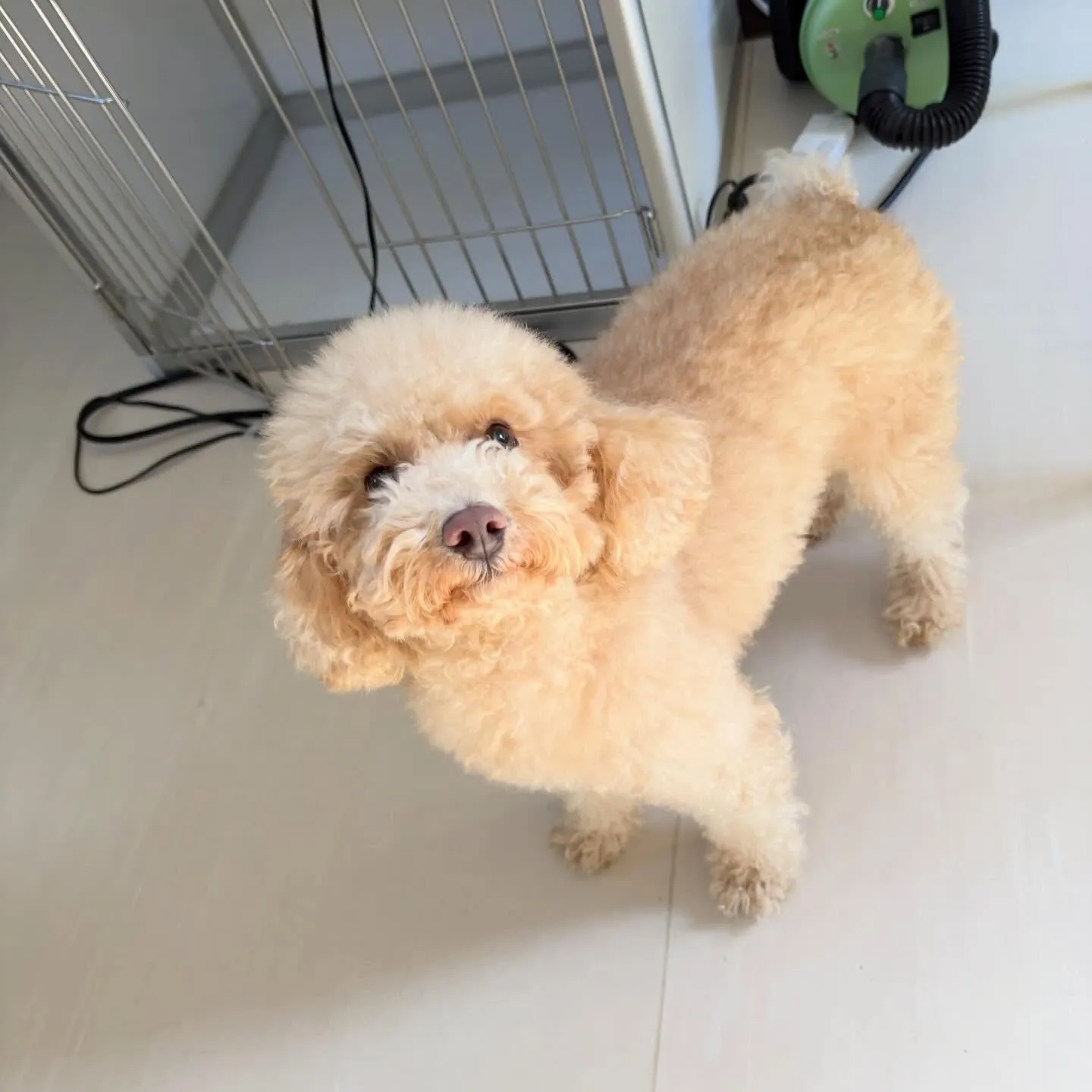 トリミングのセットメニューをご利用頂いたわんこさんです💕