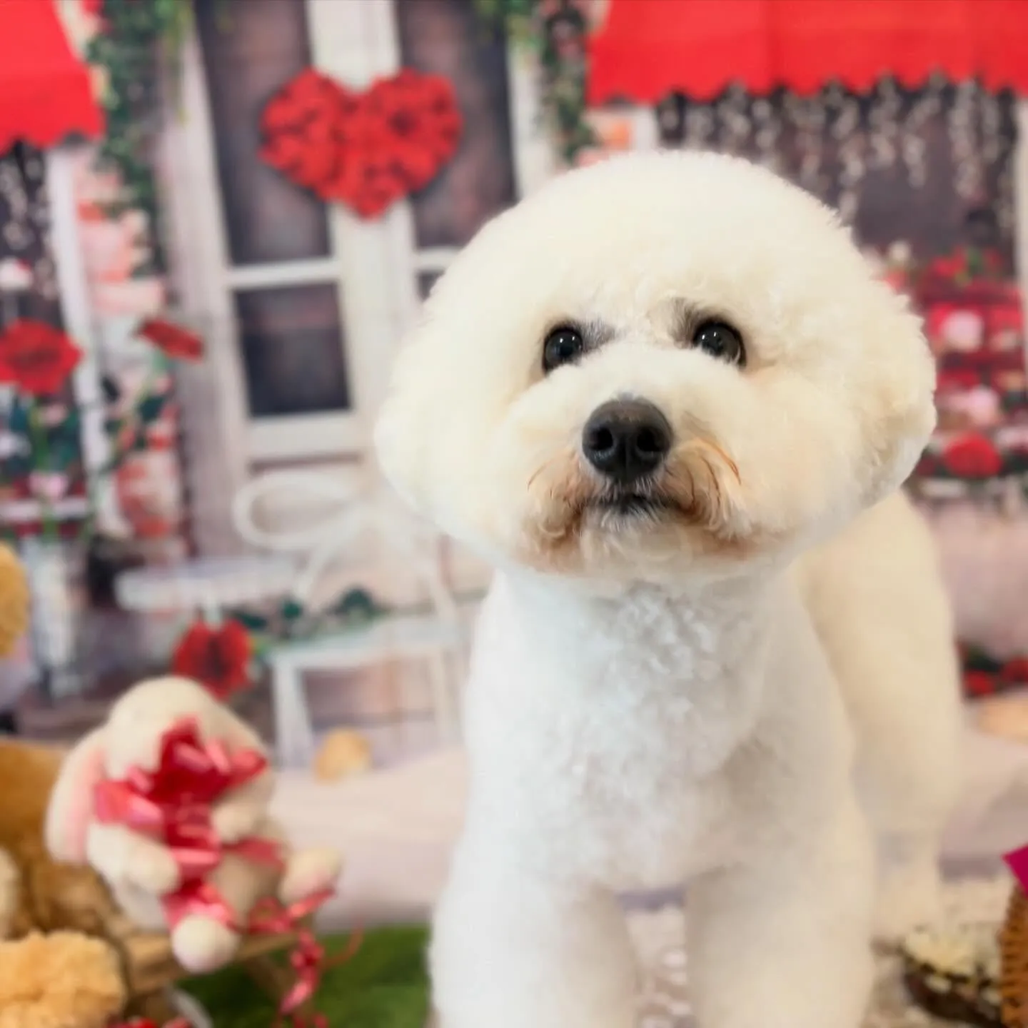 トリミングのセットメニューをご利用頂いたわんこさんです💕