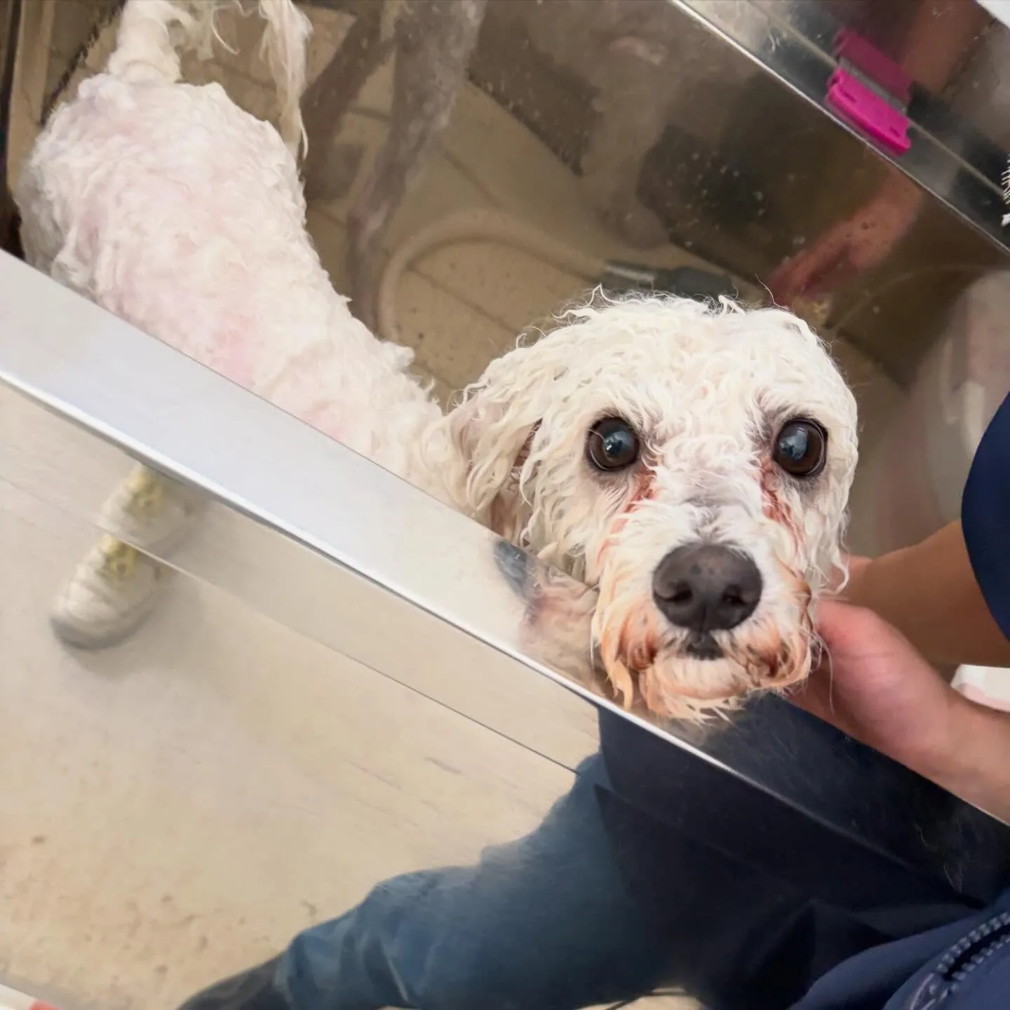 トリミングのセットメニューをご利用頂いたわんこさんです💕