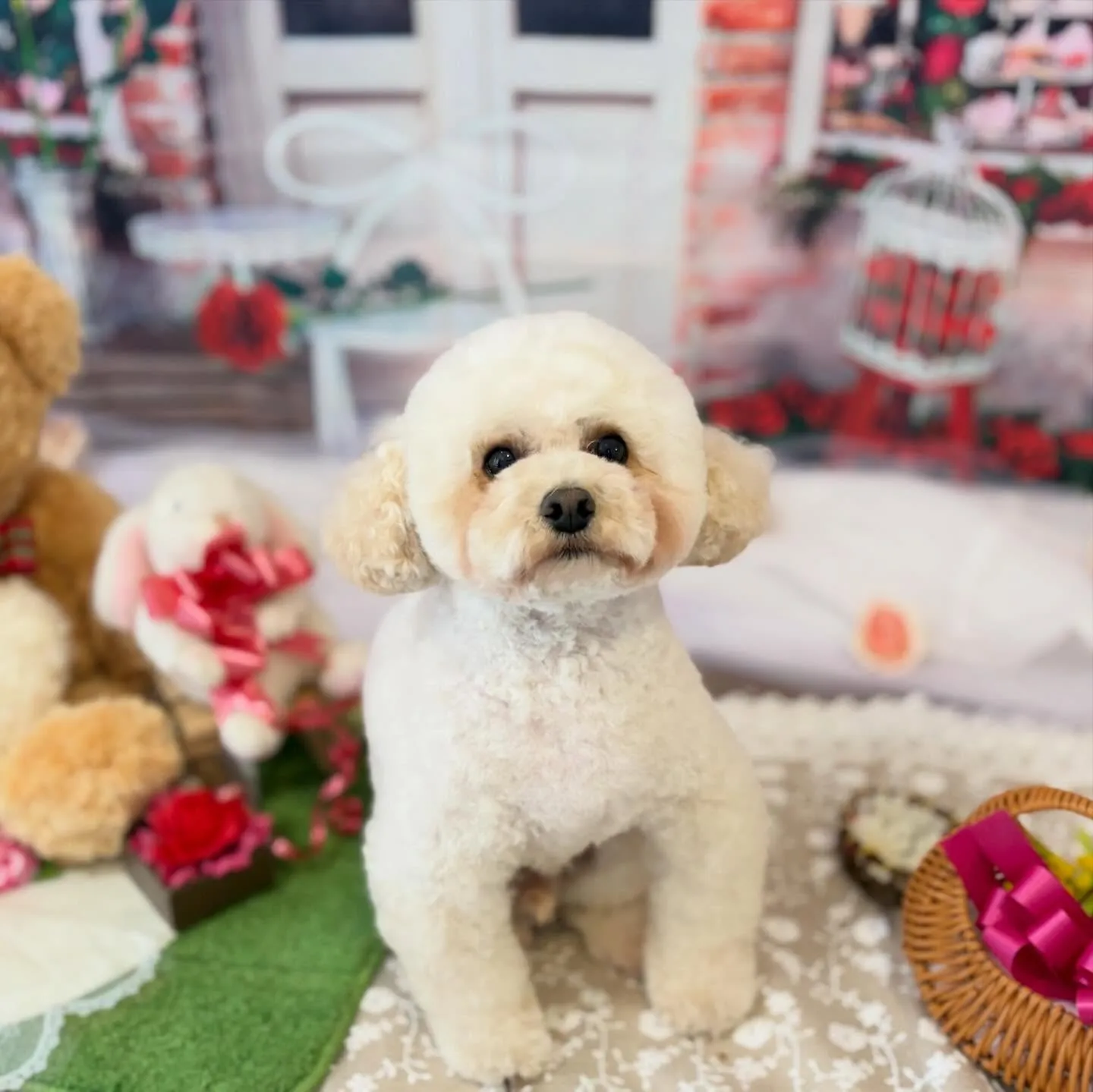 トリミングのセットメニューをご利用頂いたわんこさんです💕