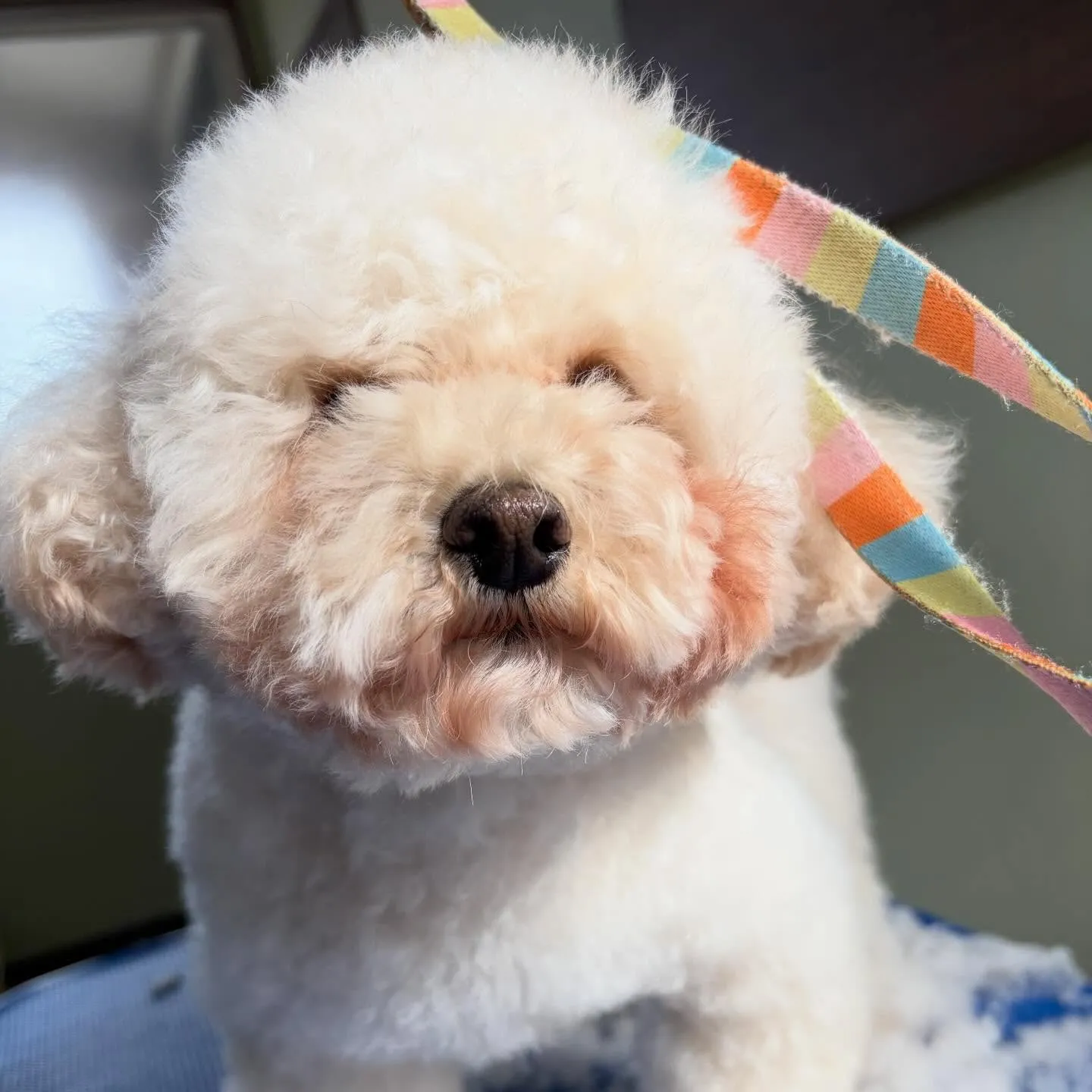 トリミングのセットメニューをご利用頂いたわんこさんです💕