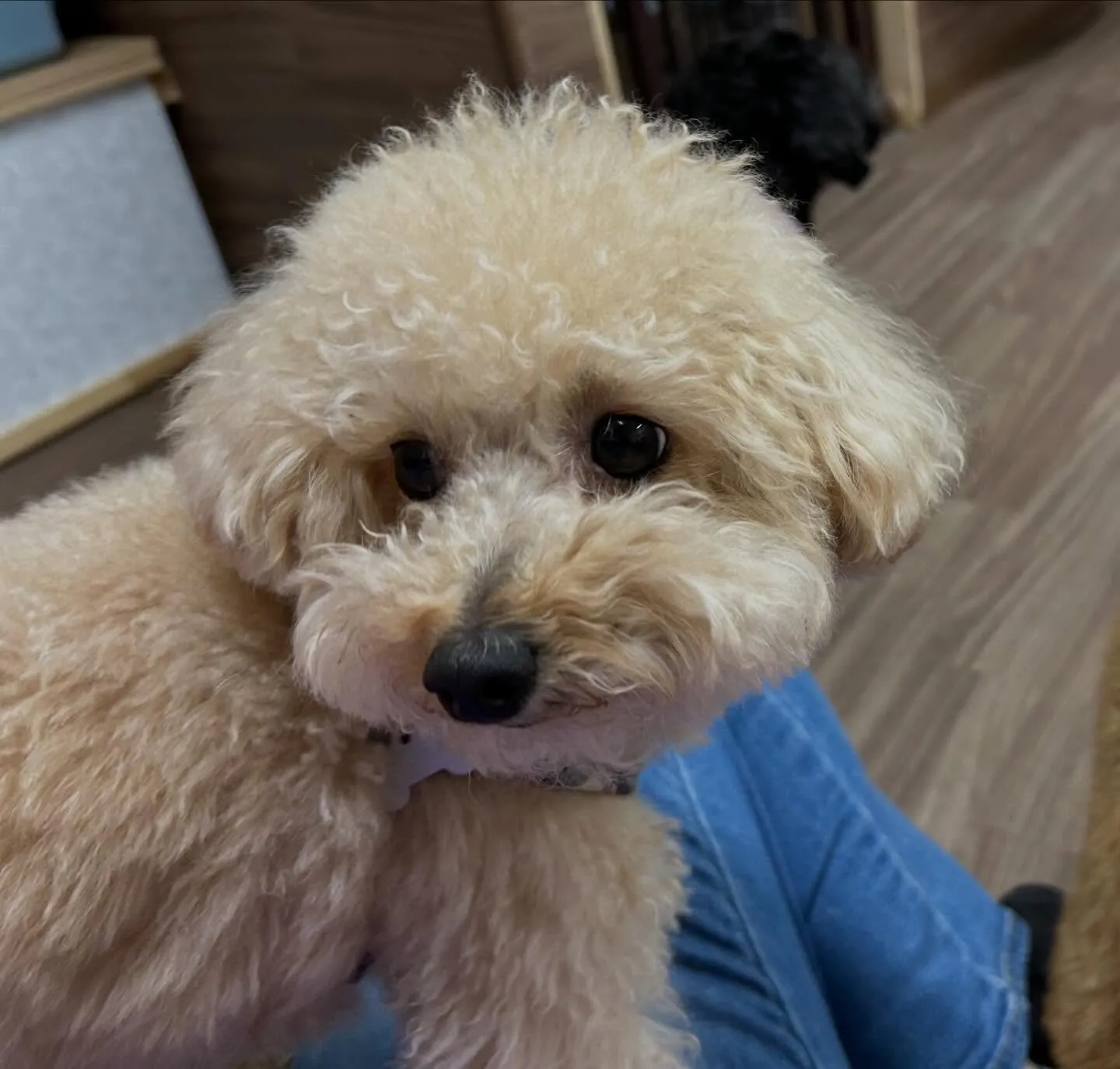 入会してくれたモカちゃんです💖