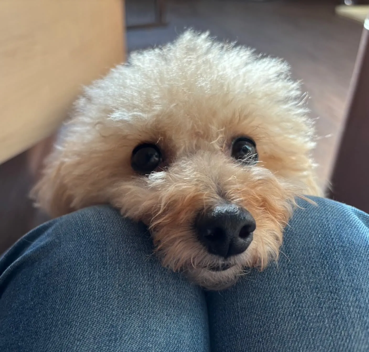 入会してくれたモカちゃんです💖