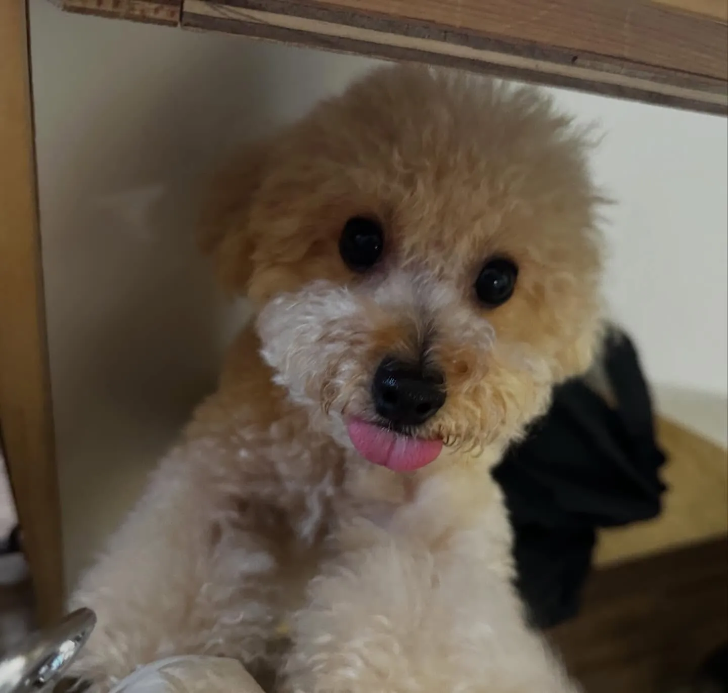 入会してくれたモカちゃんです💖