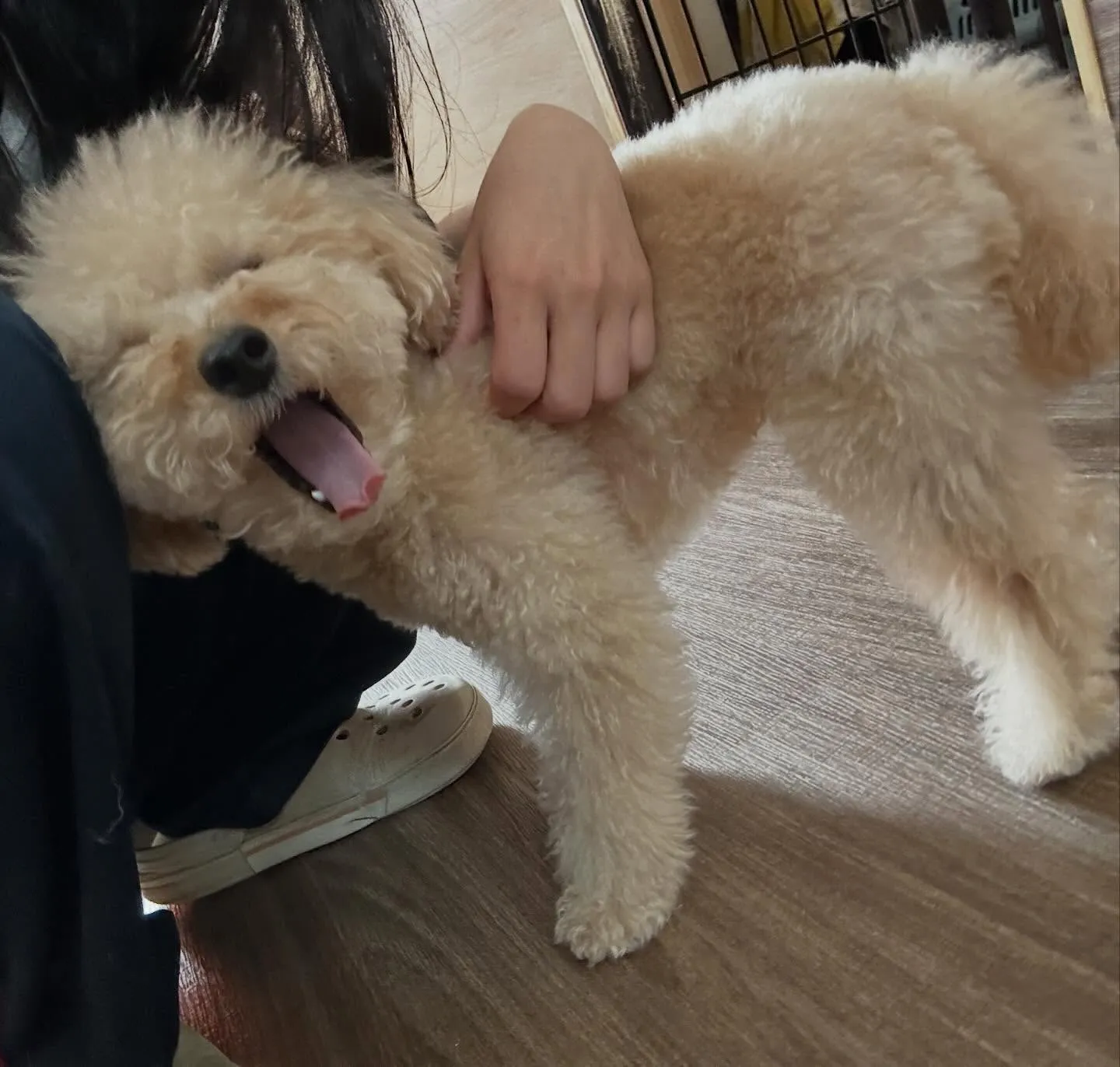 入会してくれたモカちゃんです💖