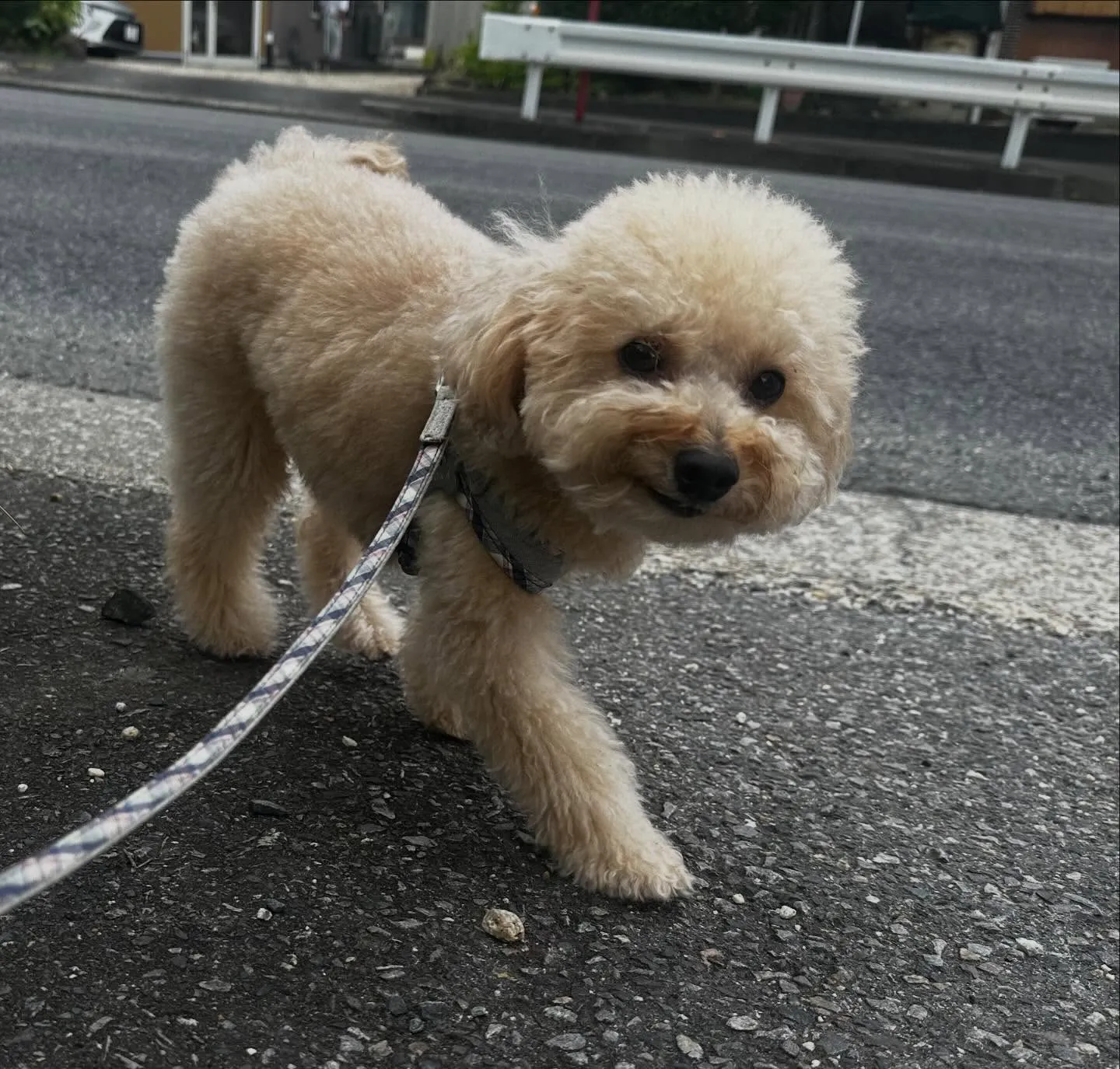 入会してくれたモカちゃんです💖