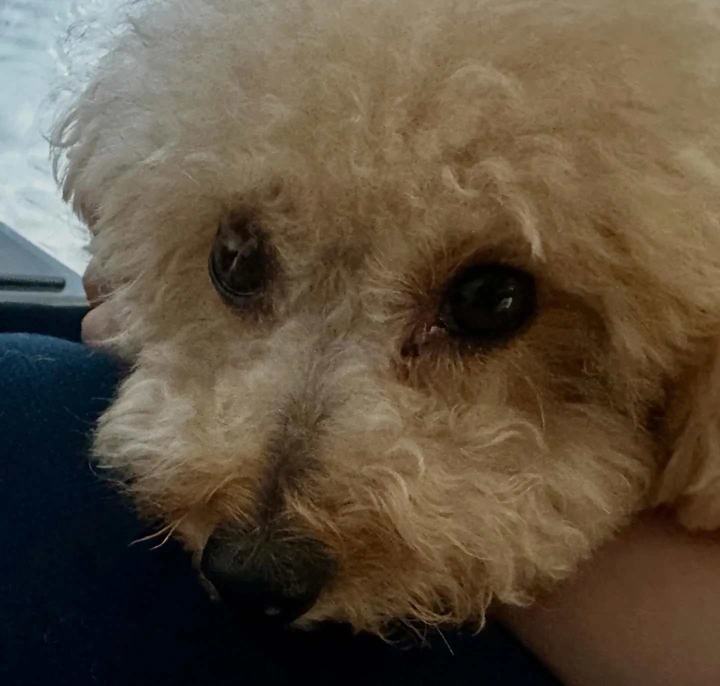 入会してくれたモカちゃんです💖