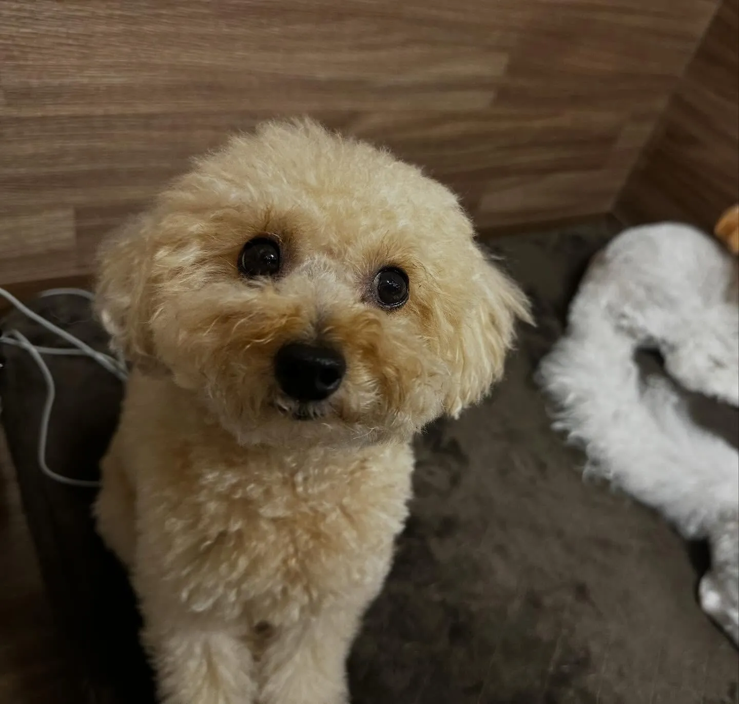 入会してくれたモカちゃんです💖