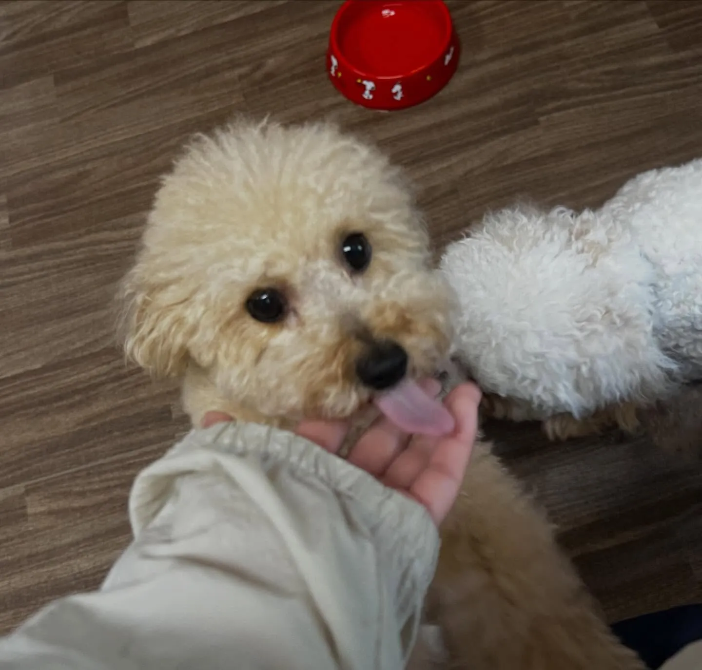 入会してくれたモカちゃんです💖