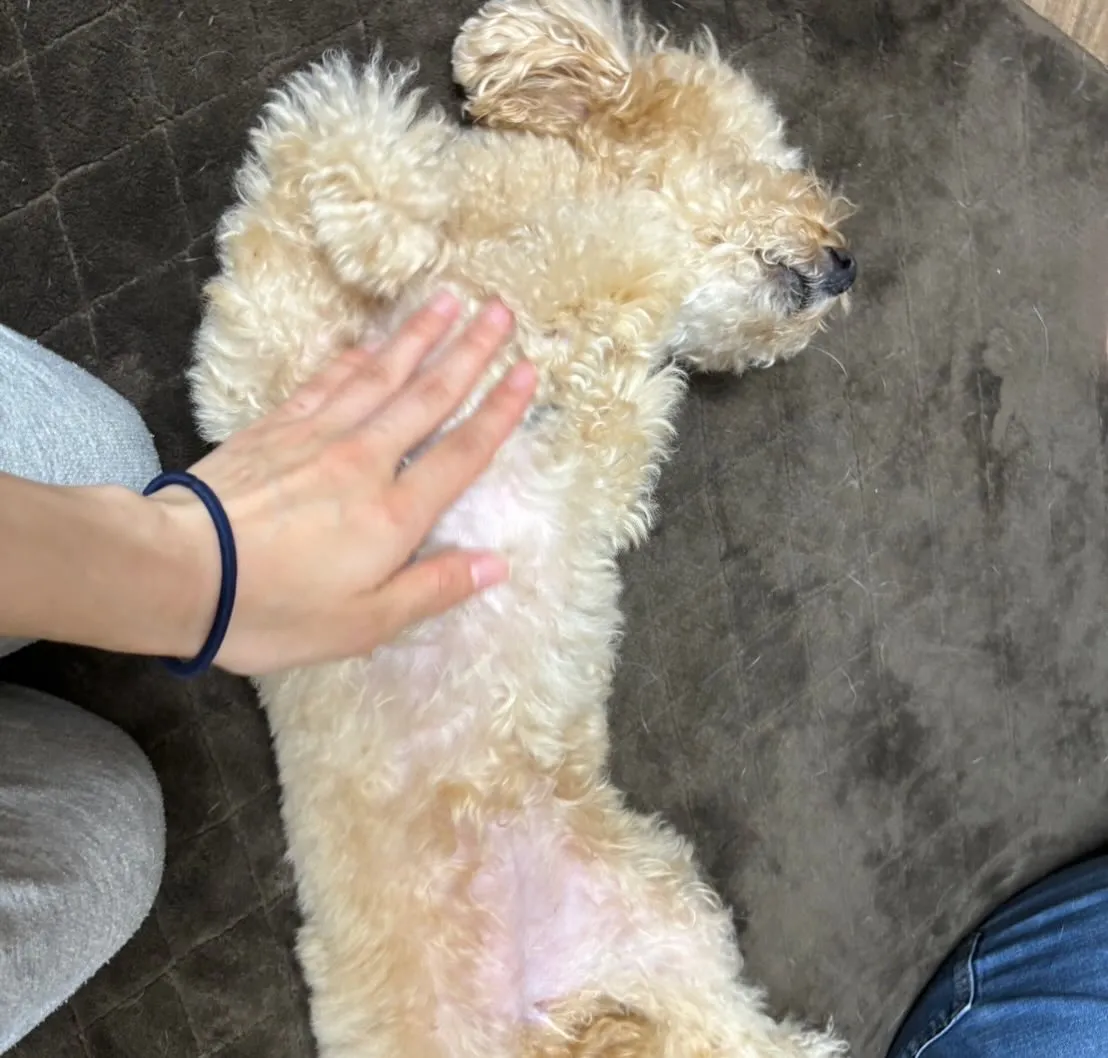 入会してくれたモカちゃんです💖