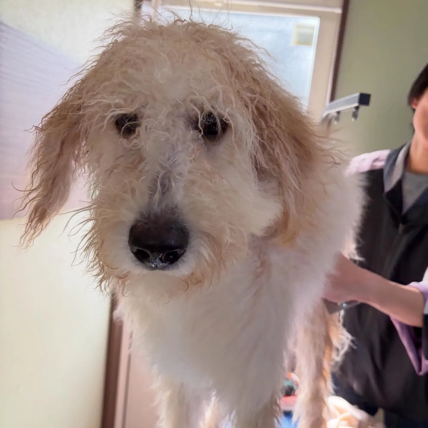 トリミングのセットメニューをご利用頂いたわんこたちです🎶