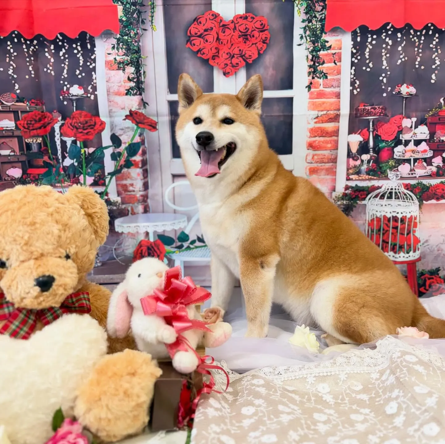 トリミングのセットメニューをご利用頂いたわんこたちです🎶