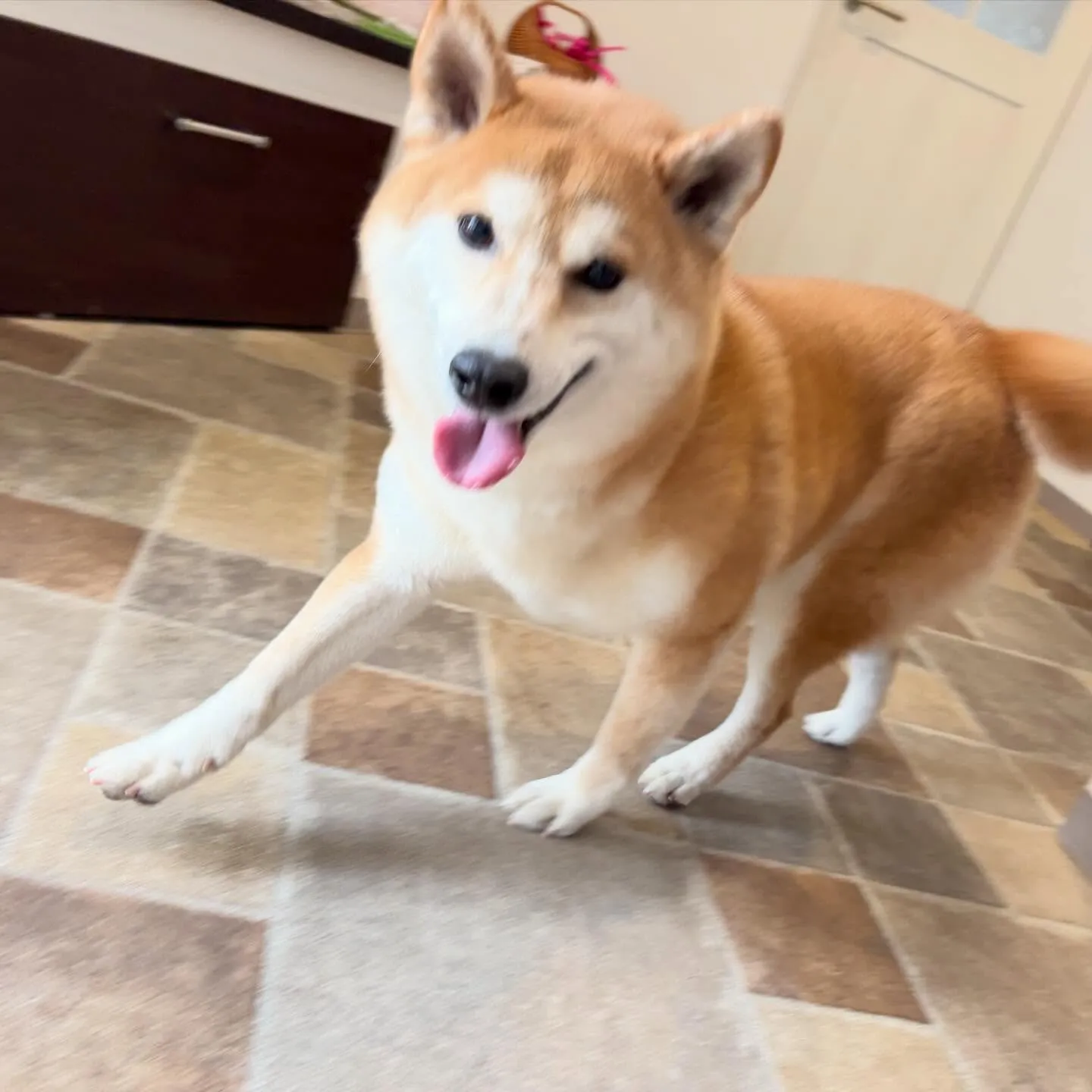 トリミングのセットメニューをご利用頂いたわんこたちです🎶