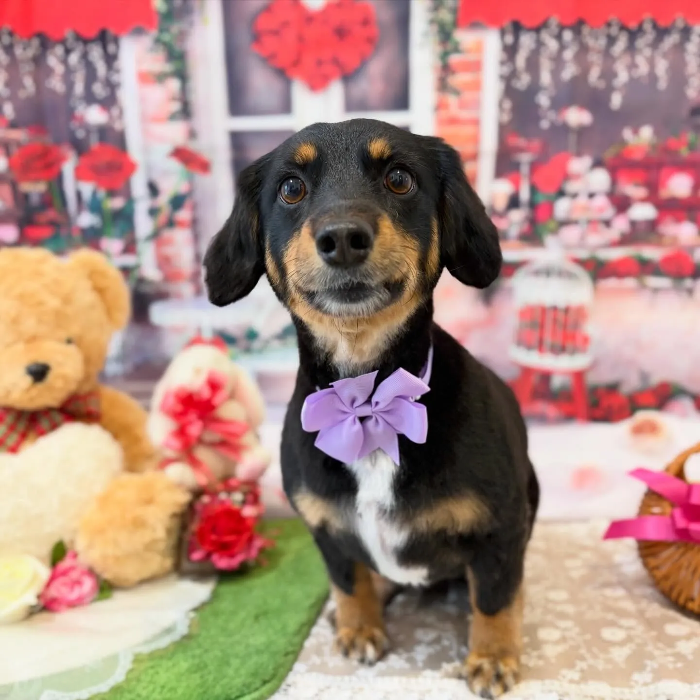 トリミングのセットメニューをご利用頂いたわんこたちです🎶