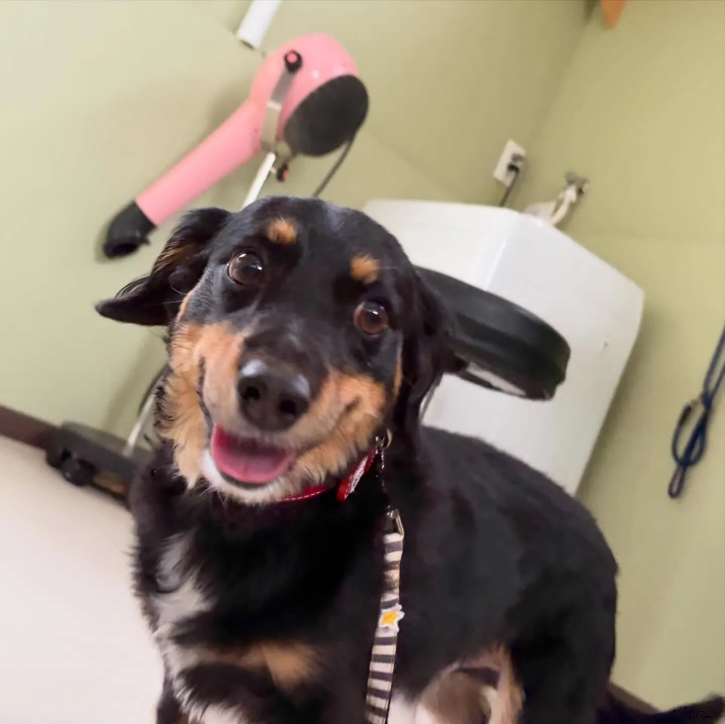 トリミングのセットメニューをご利用頂いたわんこたちです🎶