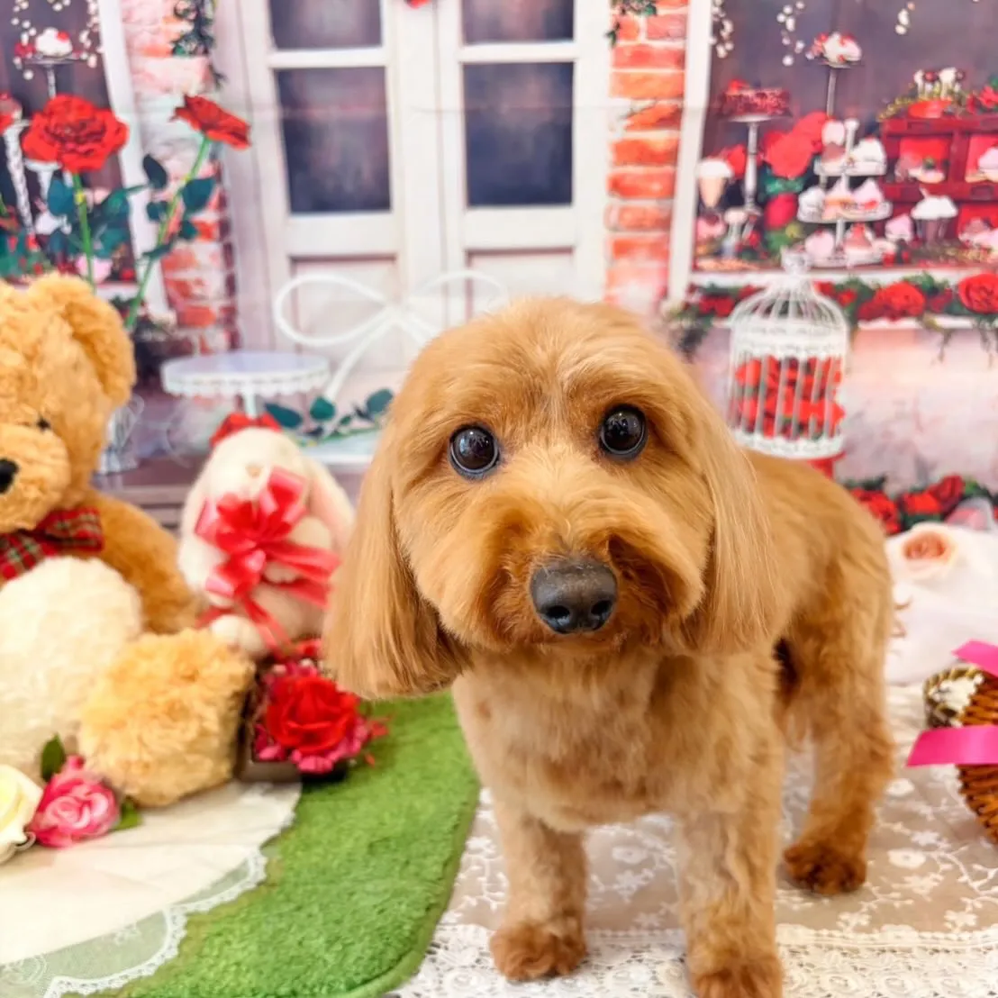 トリミングのセットメニューをご利用頂いたわんこたちです🎶