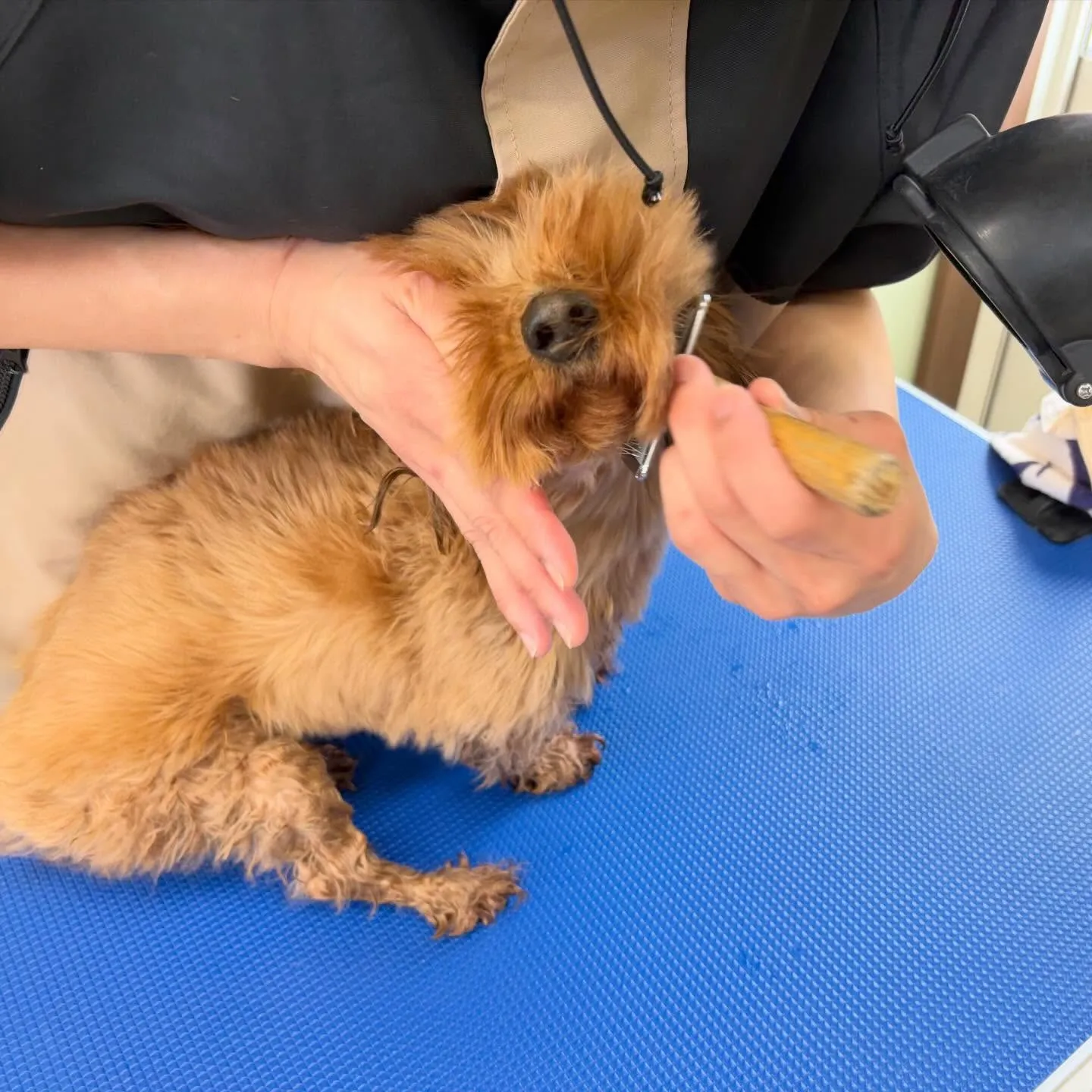 トリミングのセットメニューをご利用頂いたわんこたちです🎶