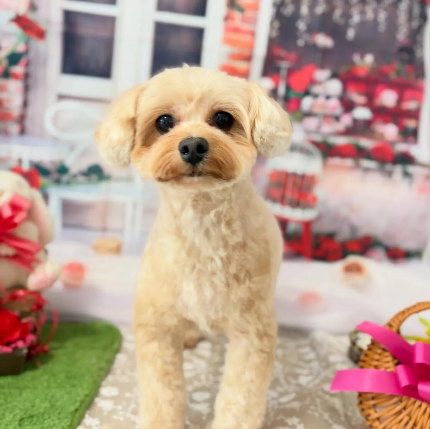 トリミングのセットメニューをご利用頂いたわんこたちです🎶