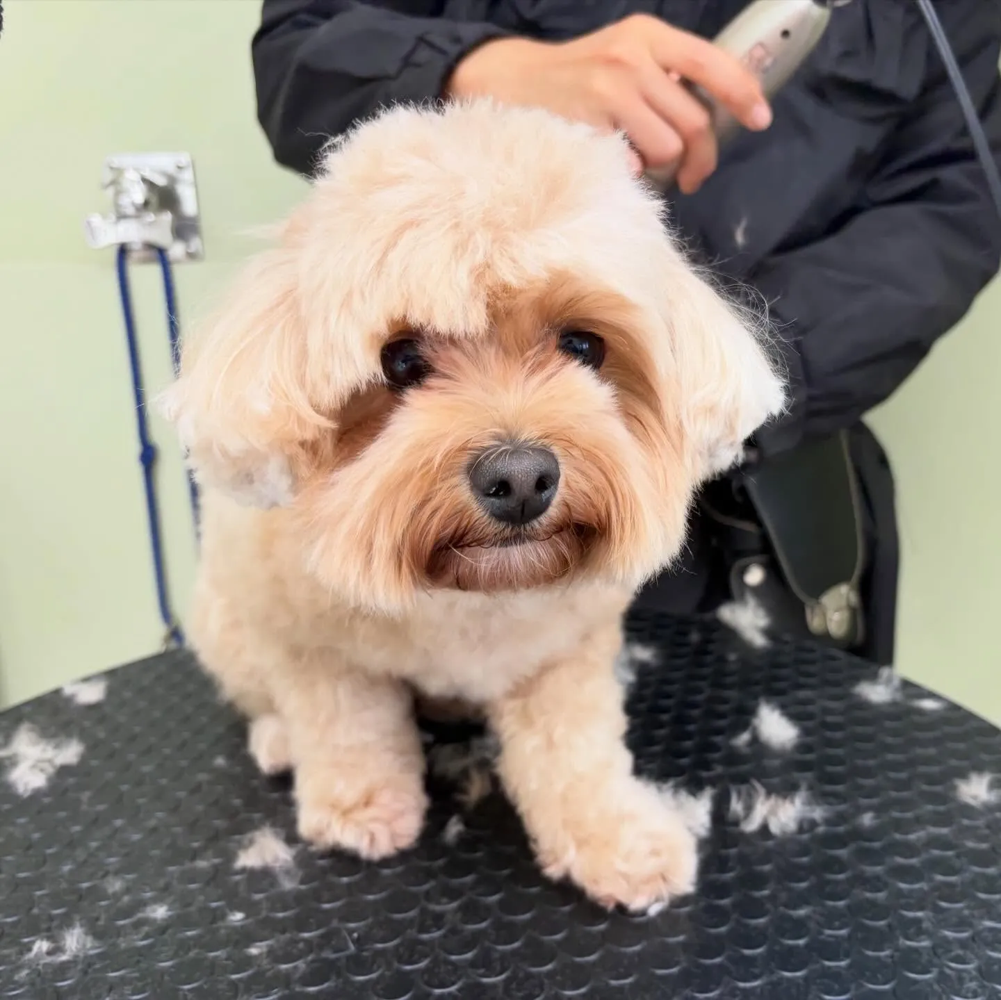 トリミングのセットメニューをご利用頂いたわんこたちです🎶