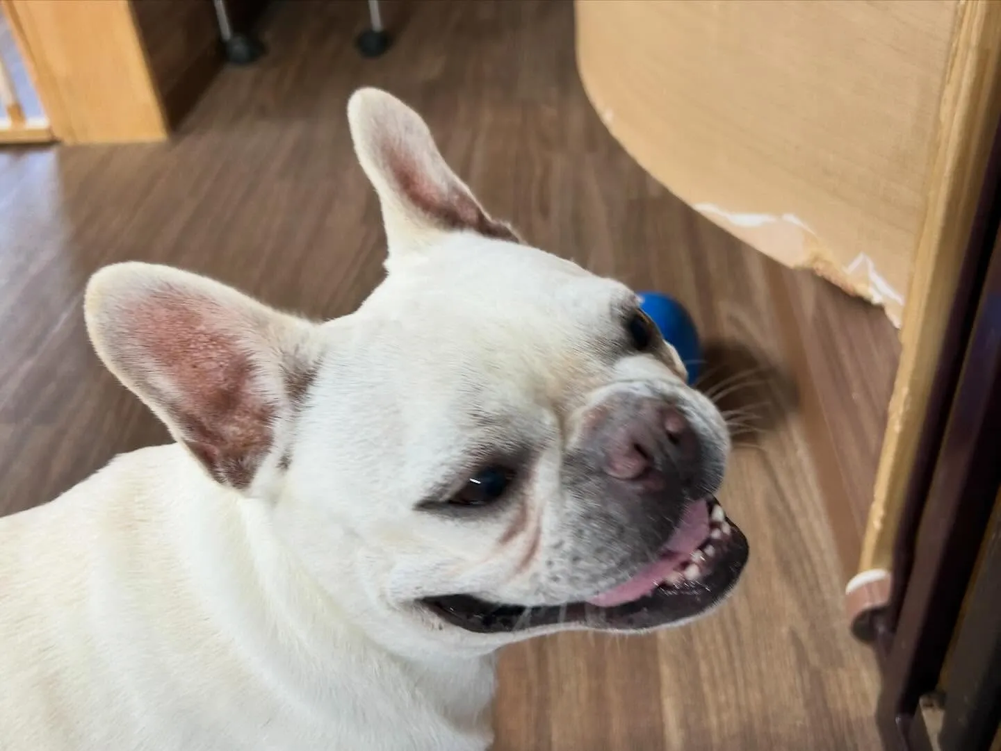 入会してくれたまるくんです💕